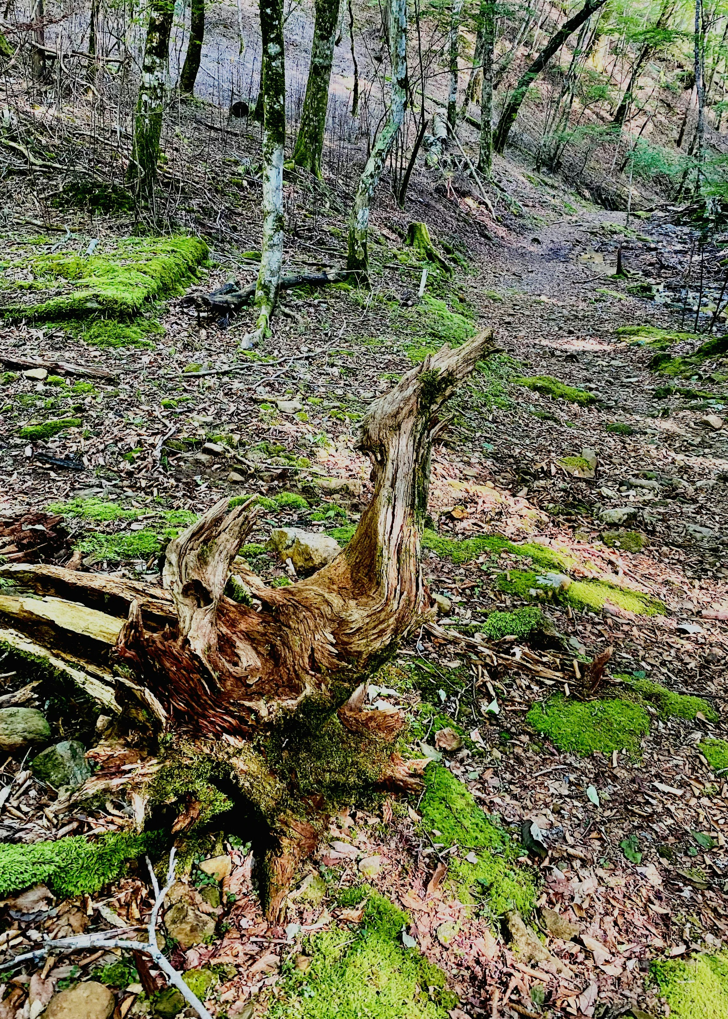 苔むした倒木がある森の小道