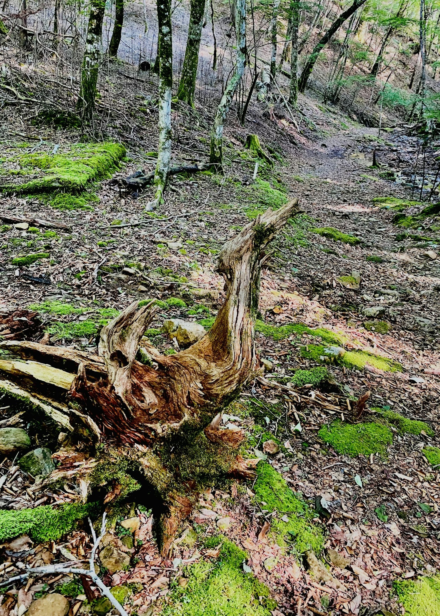 森林场景，树根被苔藓覆盖
