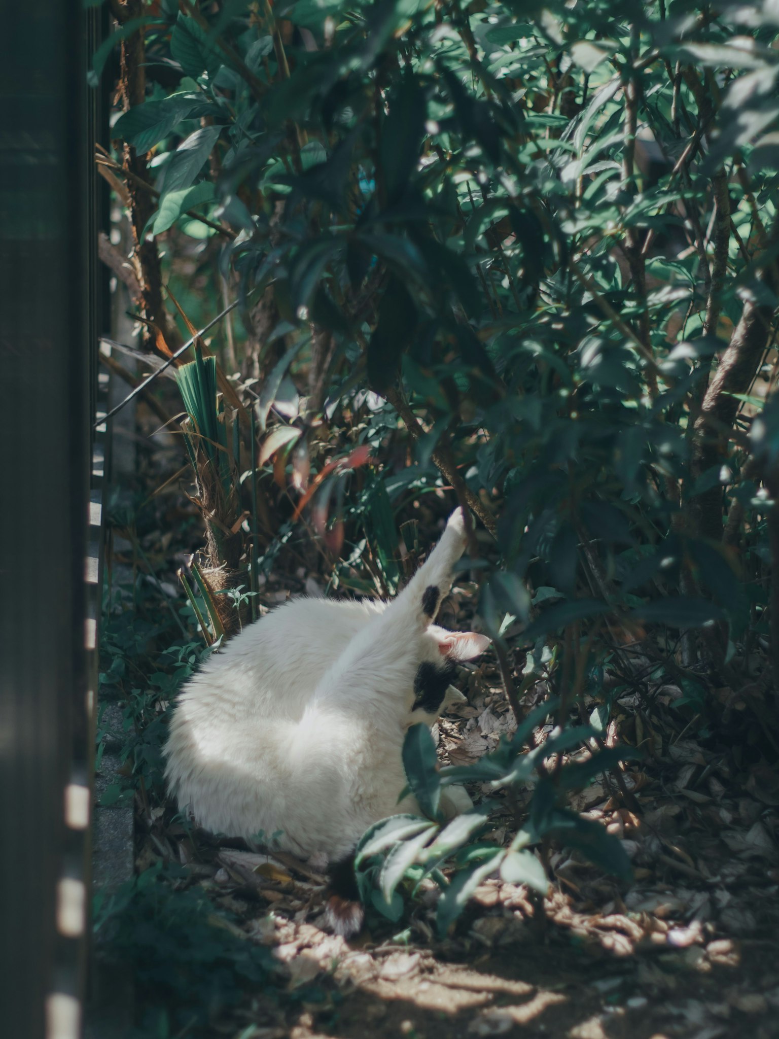 白い猫が緑の植物の中でくつろいでいる
