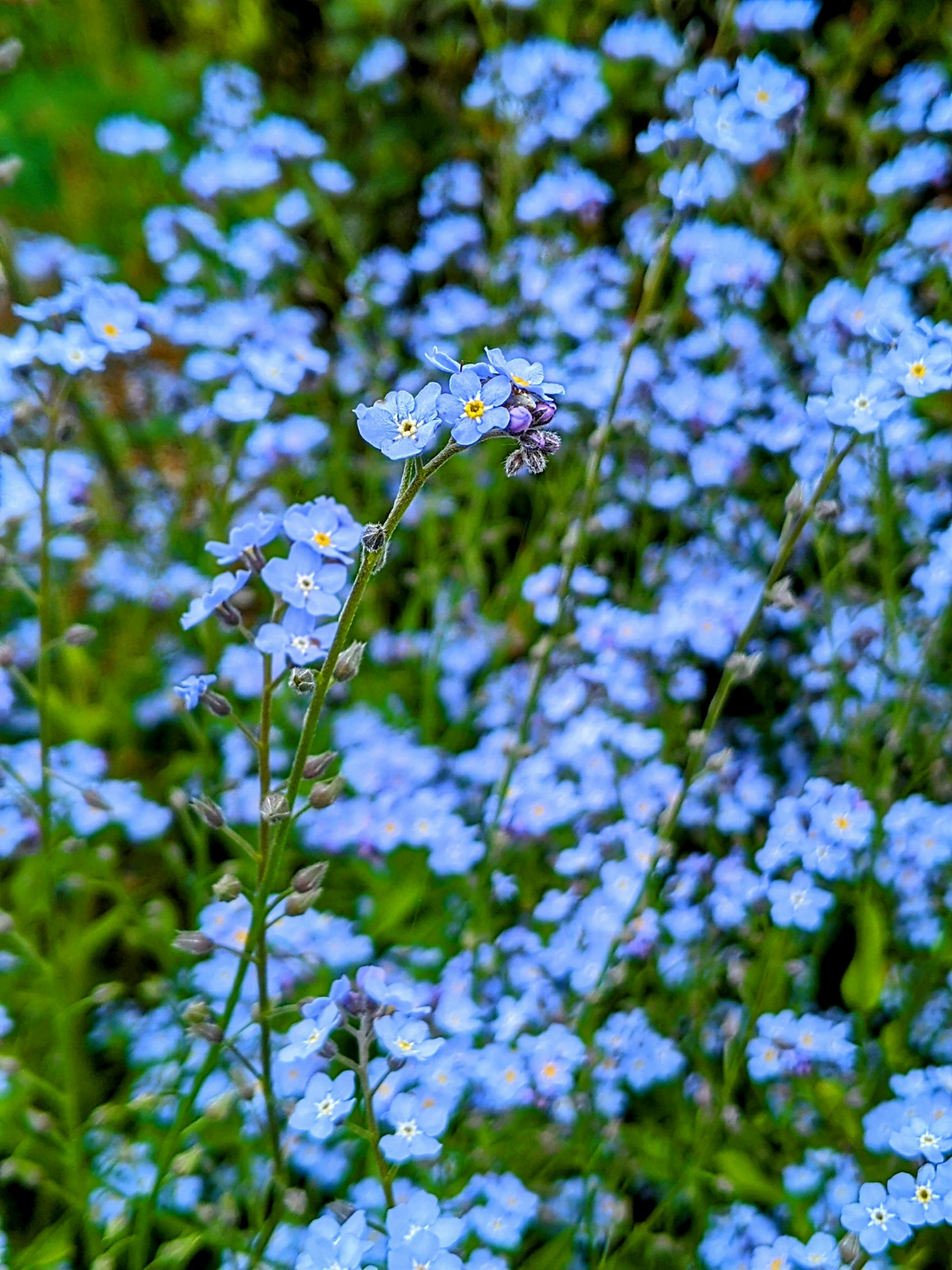 青いワスレナグサが咲く花畑のボケ背景