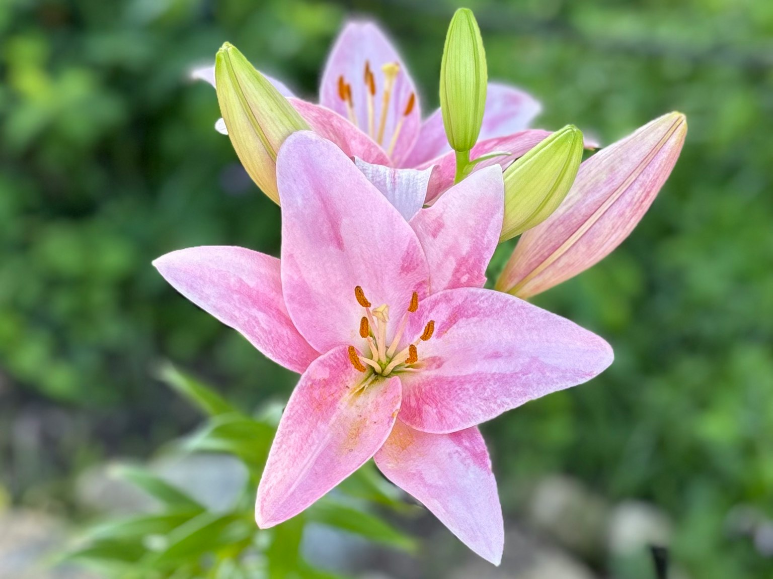 盛开的粉色百合花，背景有绿色叶子