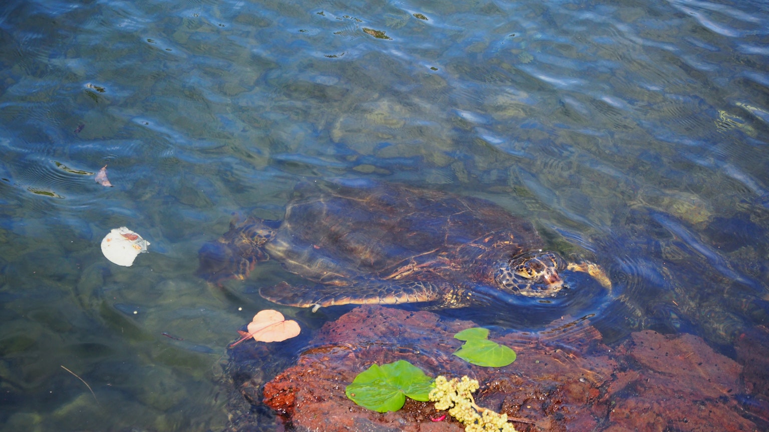 Eine ruhige Wasserszene mit einem Stein und grünen Pflanzen, die an der Oberfläche schwimmen