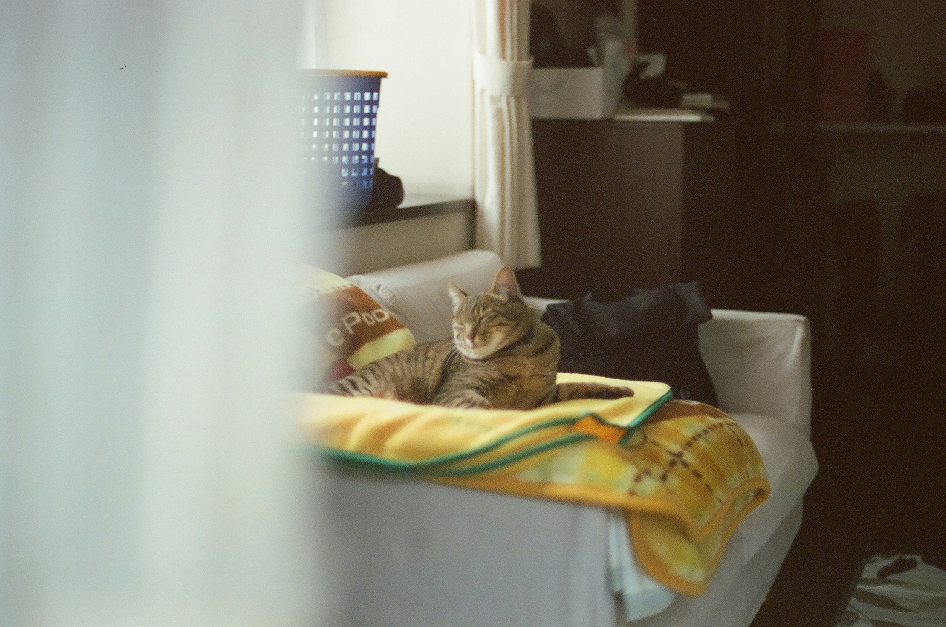 indoor scene of a cat relaxing on a bed