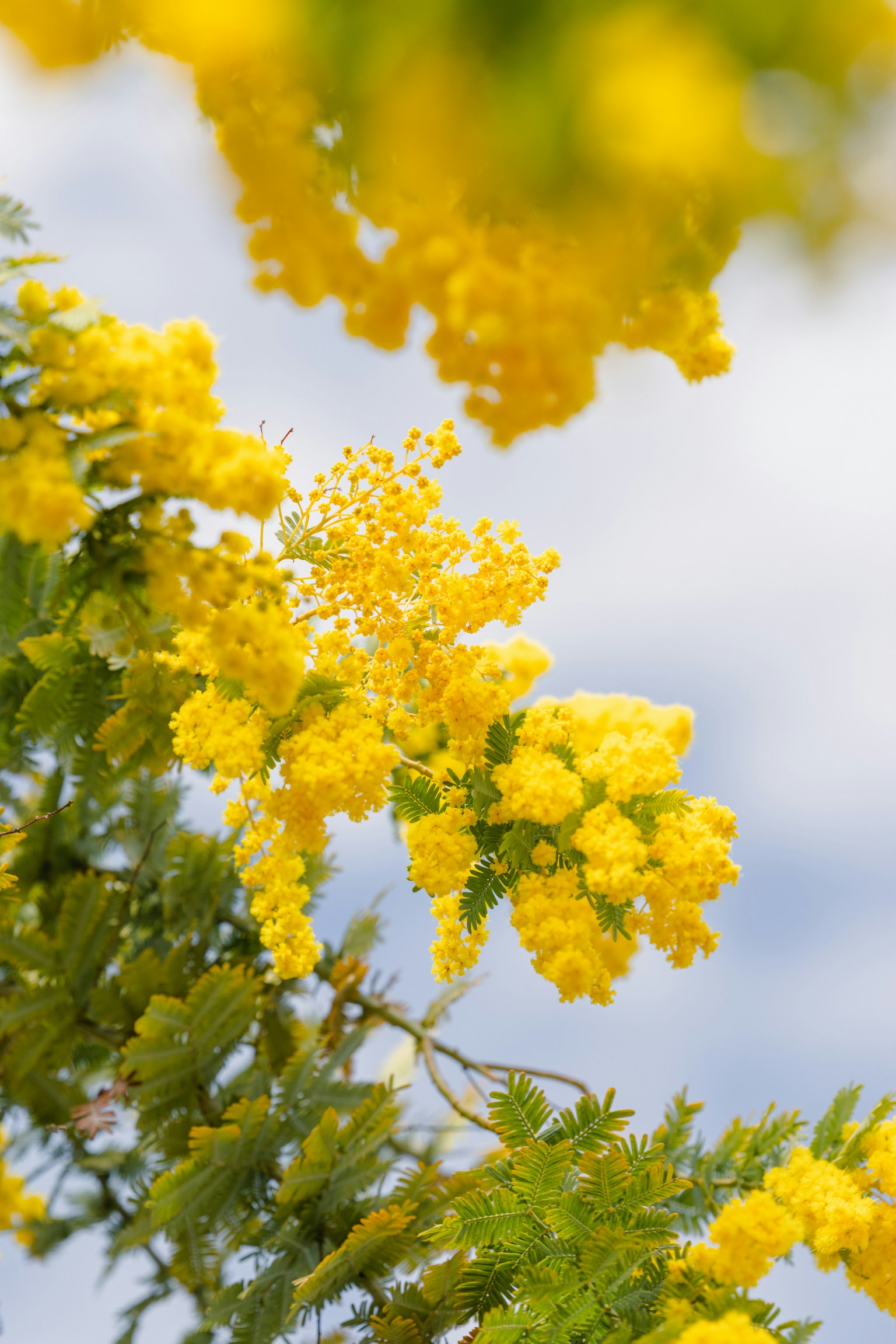 Cành hoa mimosa màu vàng rực rỡ