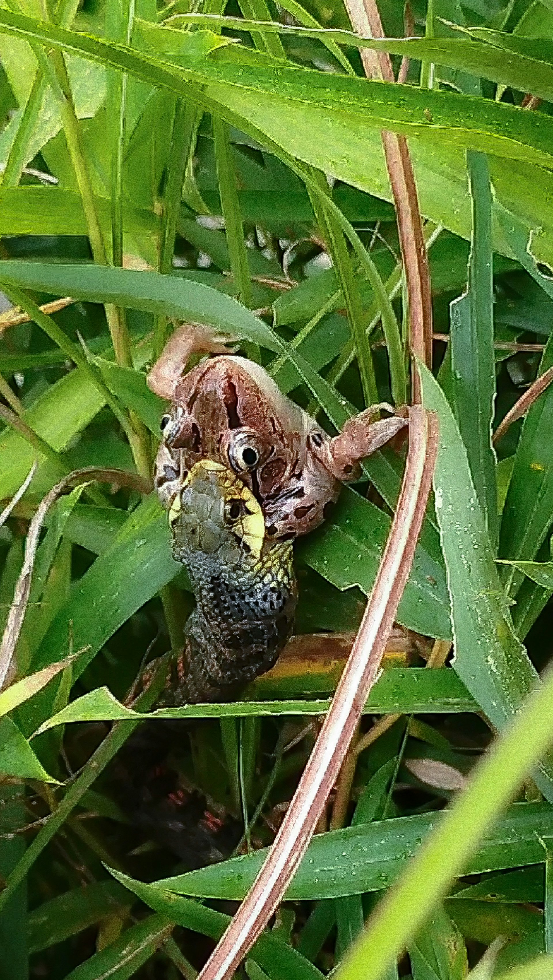 草むらにいる蛇とカエルの捕食シーン