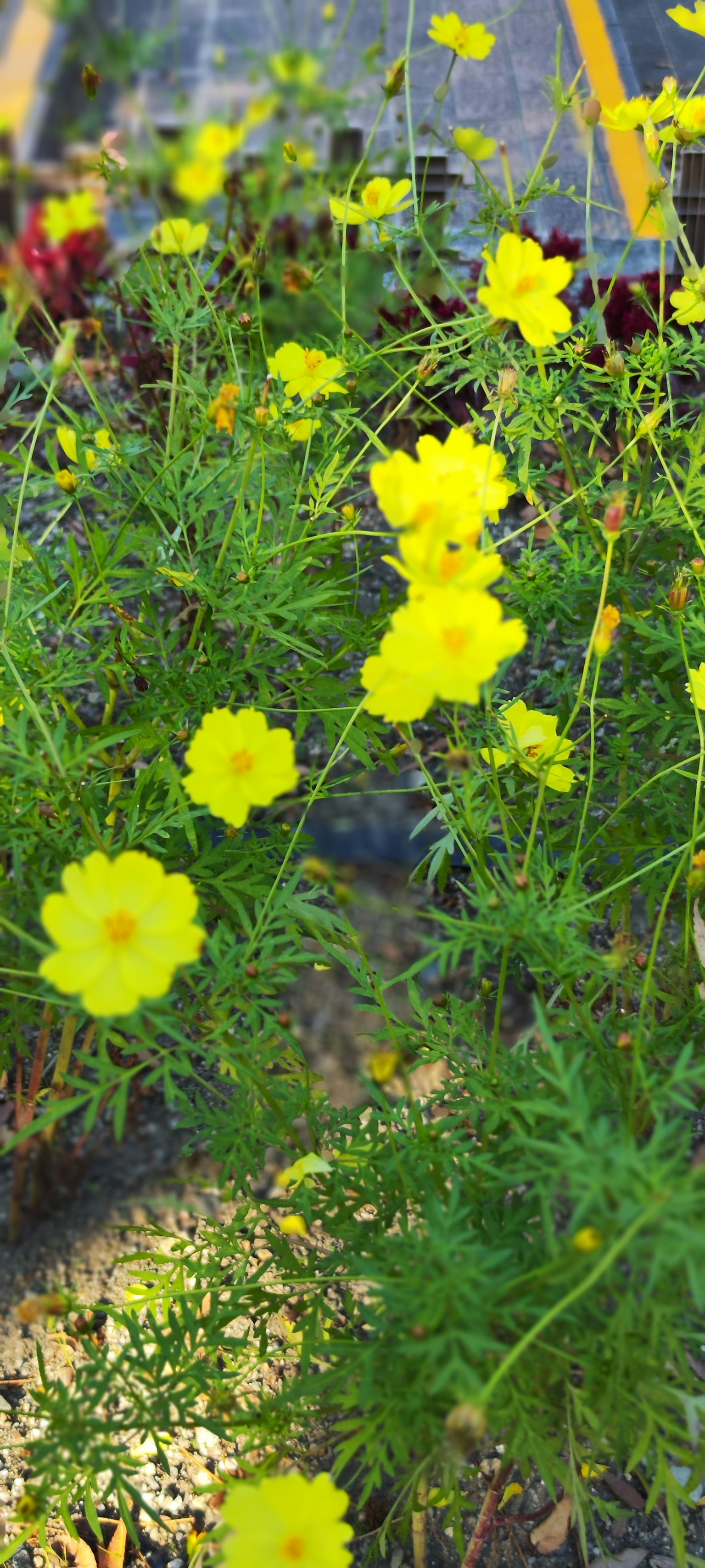 Grupo de flores amarillas brillantes en un jardín