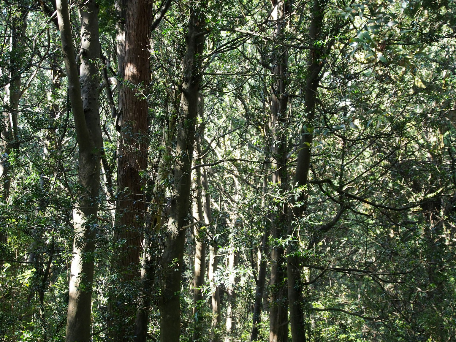 Üppige grüne Waldlandschaft mit hohen Bäumen