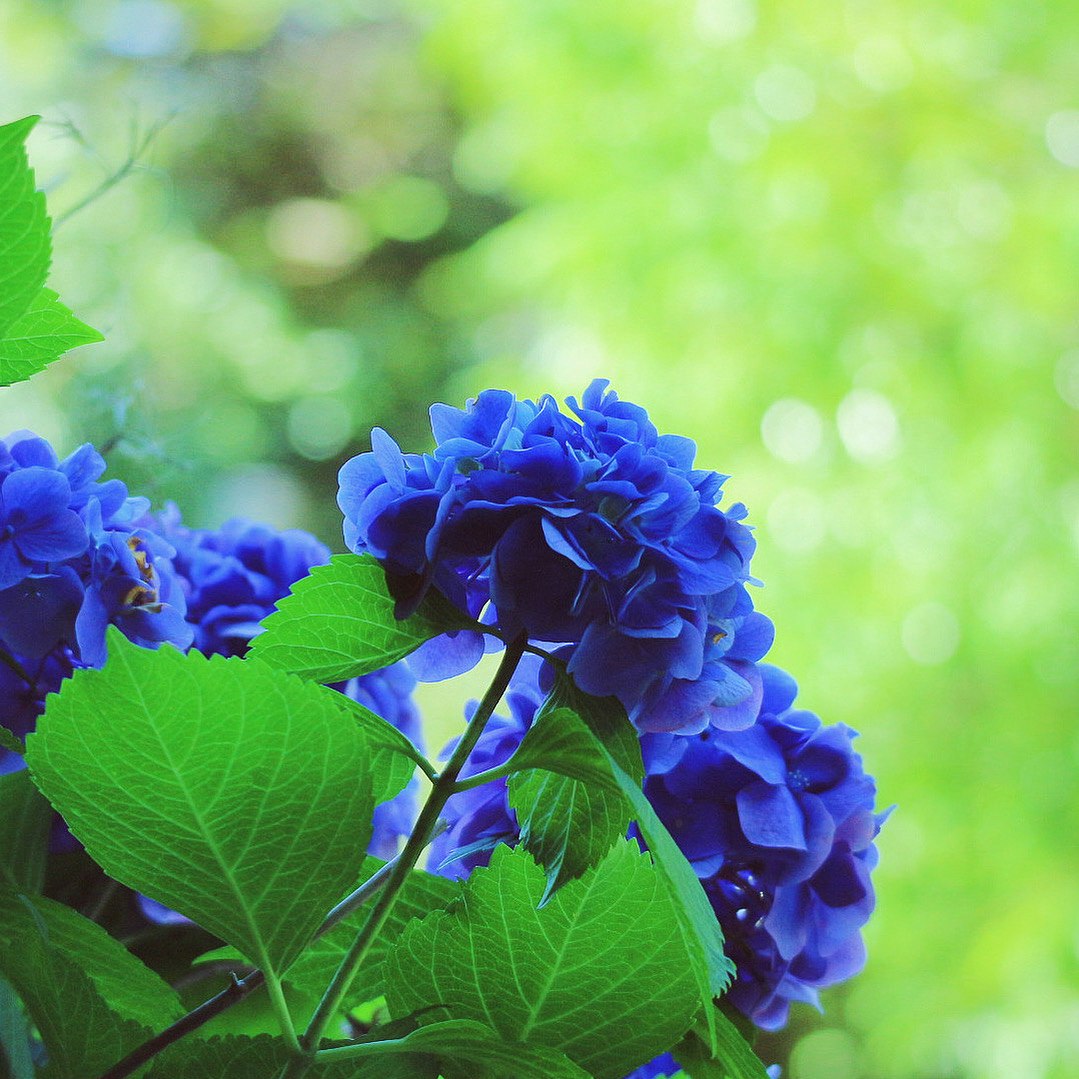 ดอกไฮเดรนเยียสีฟ้ากับใบสีเขียว