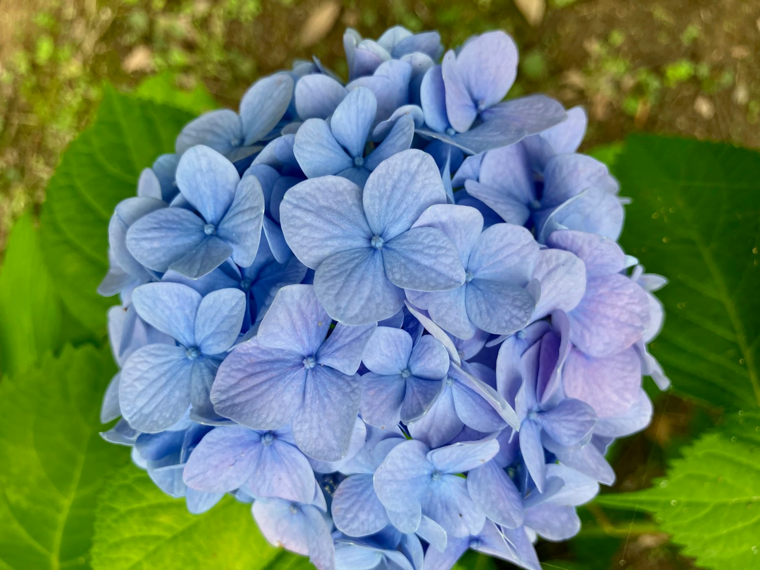 蓝色绣球花的特写