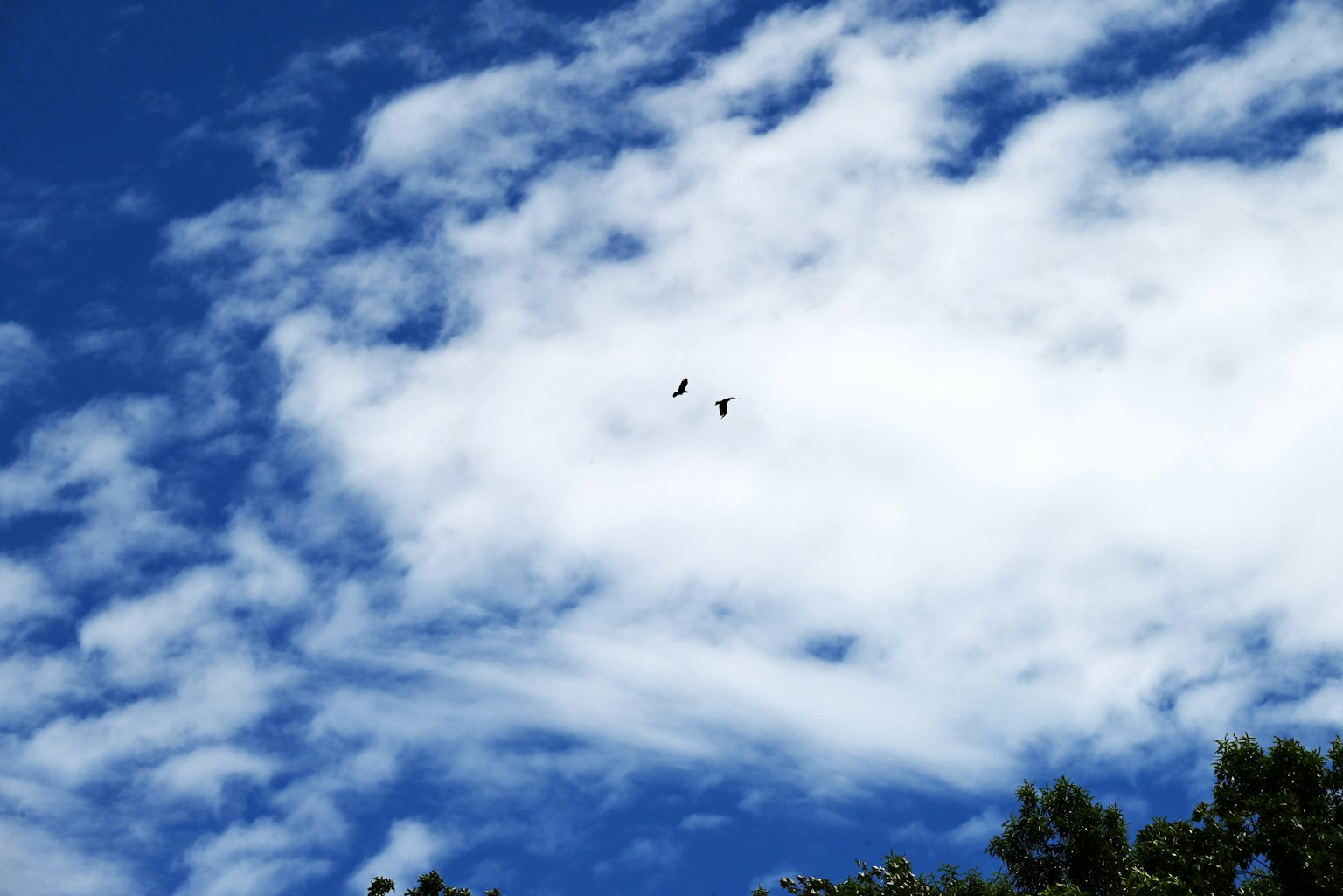 Blue sky with white clouds and several birds flying