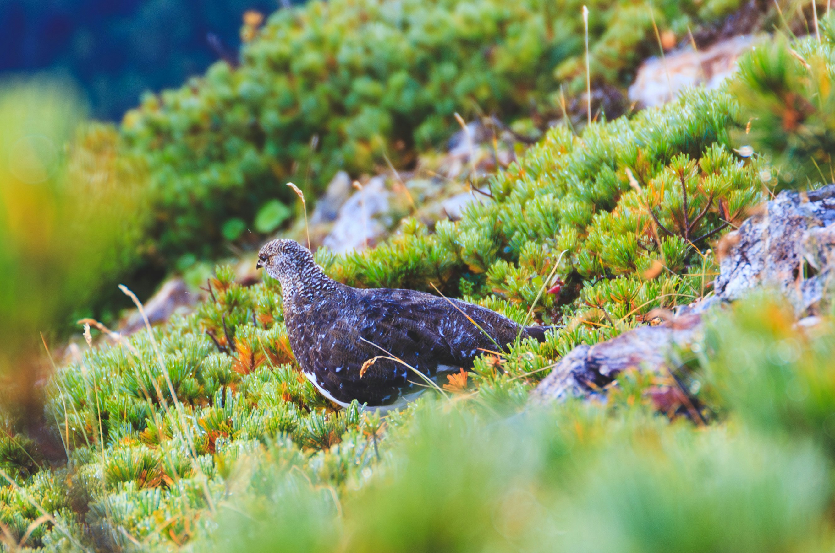 pajarito descansando sobre rocas cubiertas de musgo