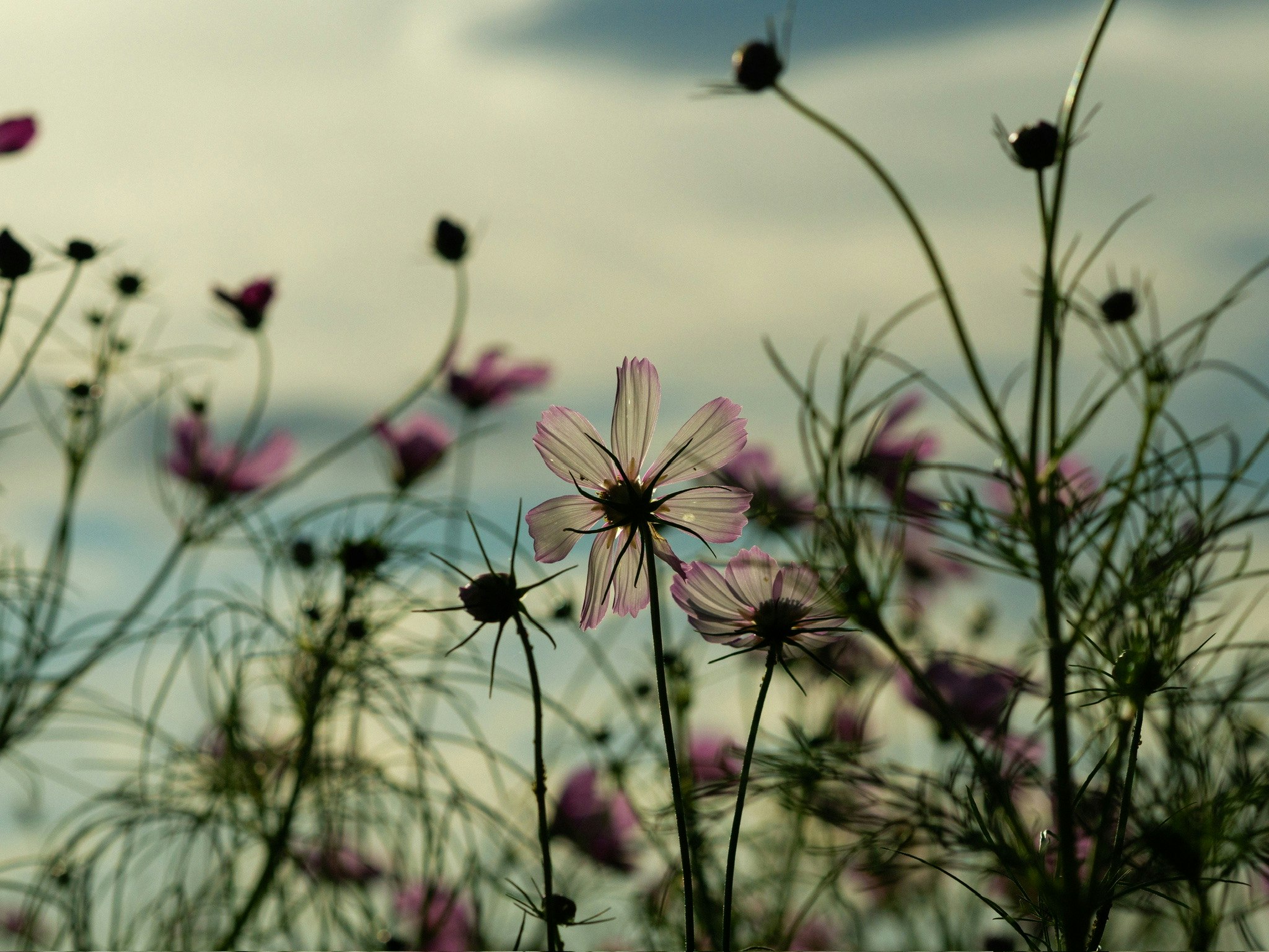 コスモスの花が風に揺れる草原の花畑