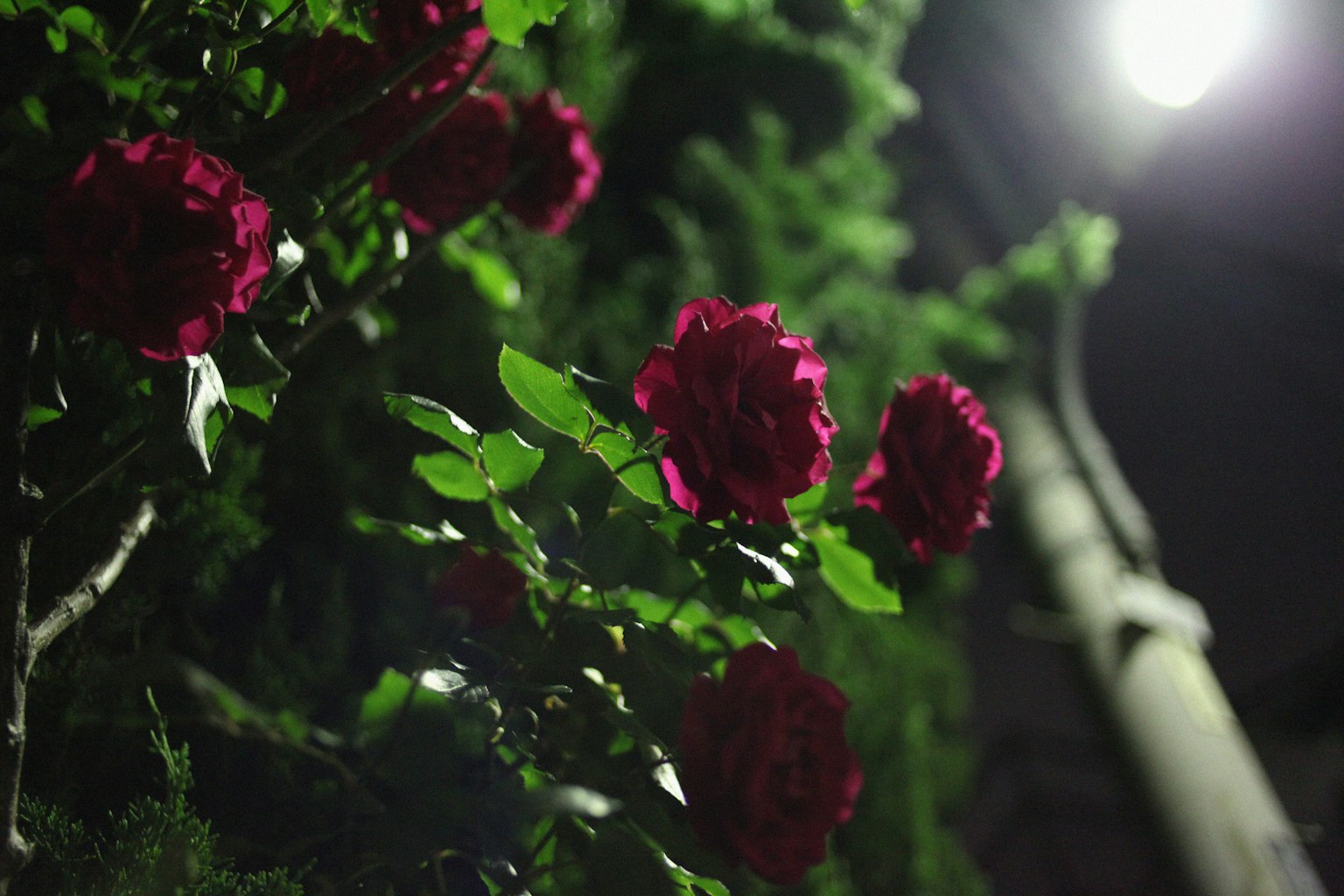 Rose rosse che fioriscono sotto un lampione di notte