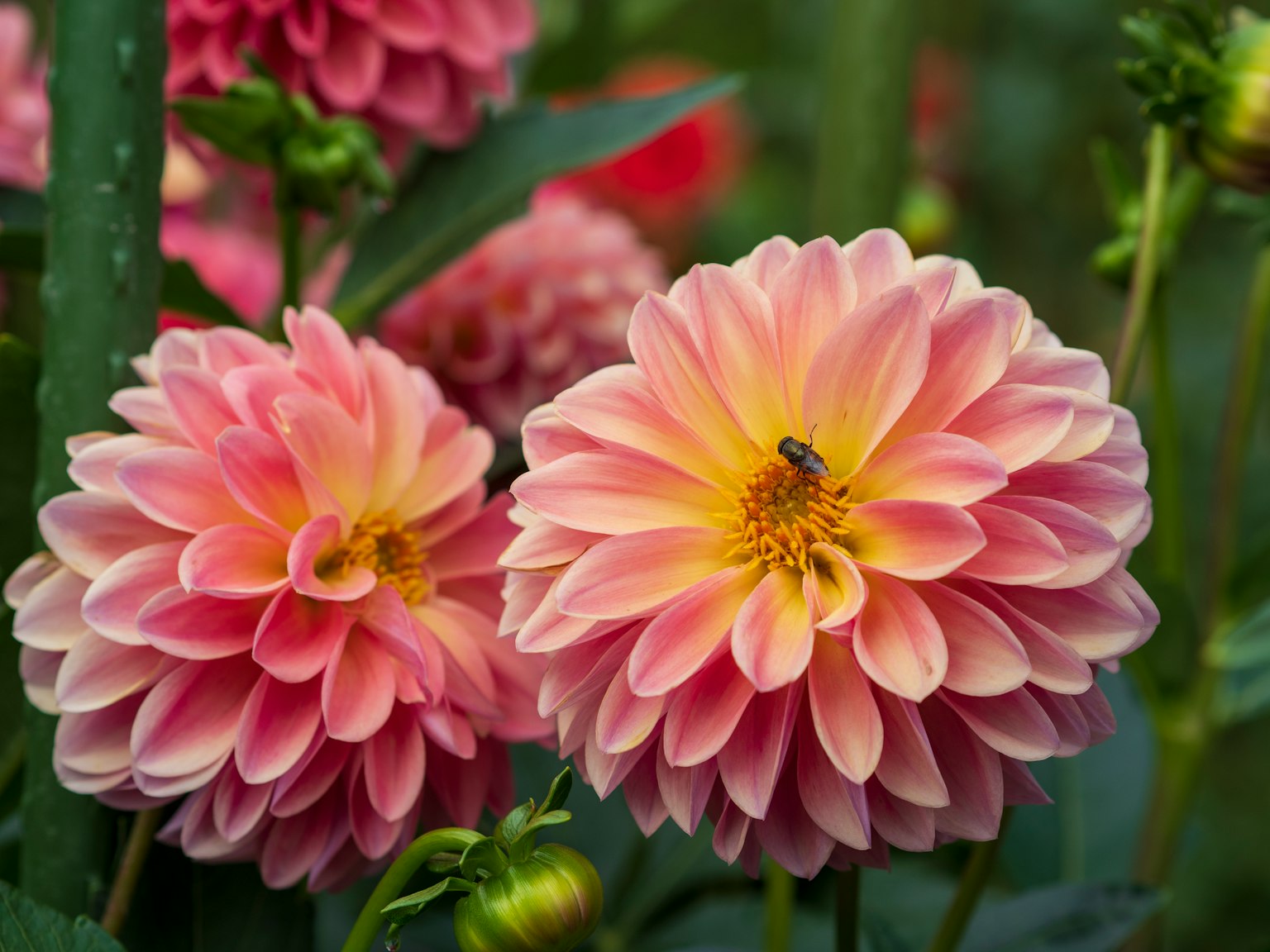 Belles dahlias roses en fleurs dans un jardin