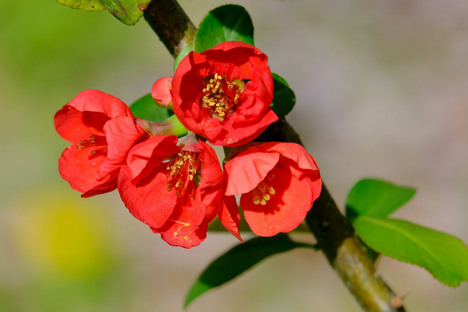 Gros plan d'une branche avec des fleurs rouges vives