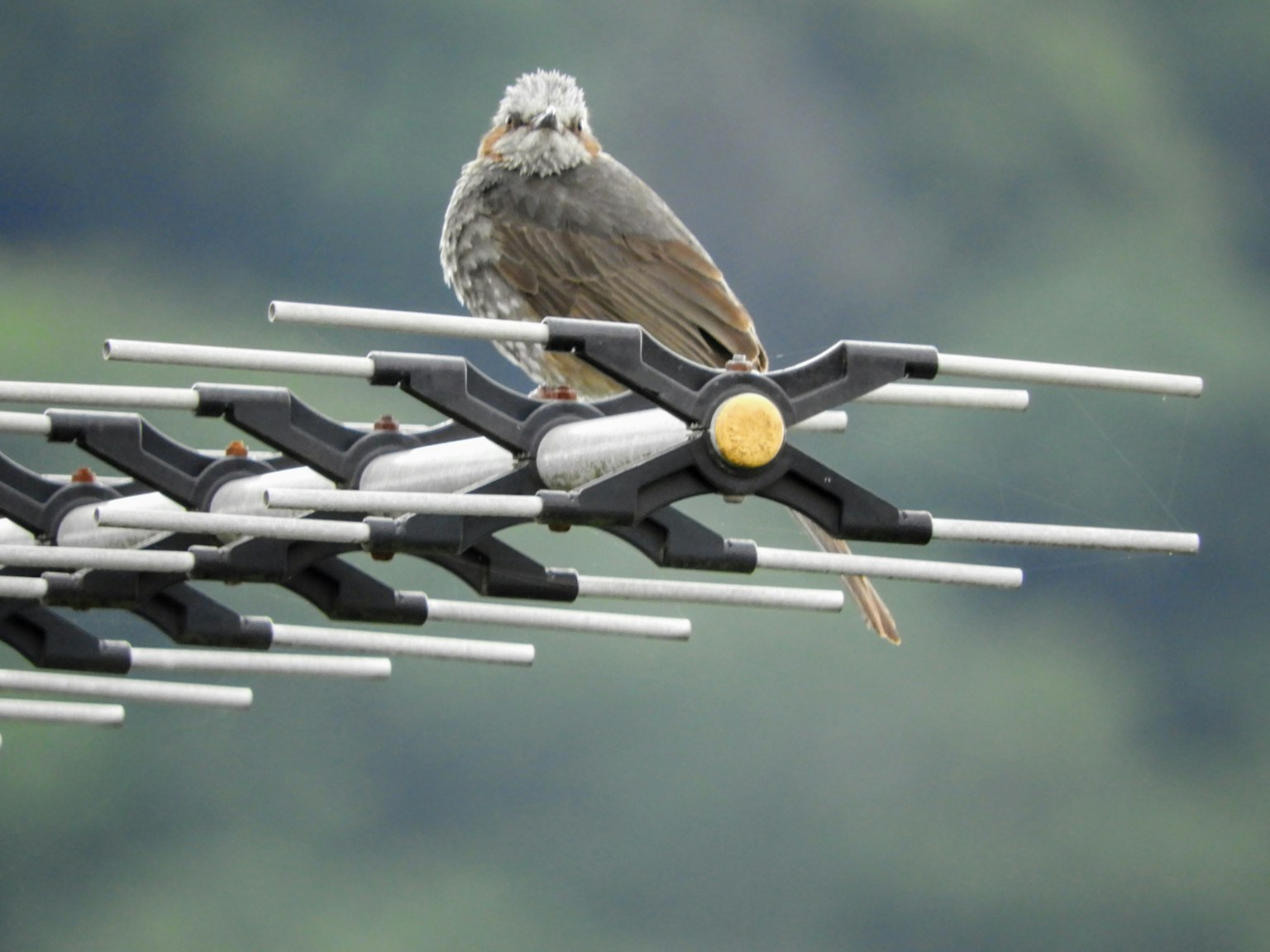 Un piccolo uccello in equilibrio su un'antenna