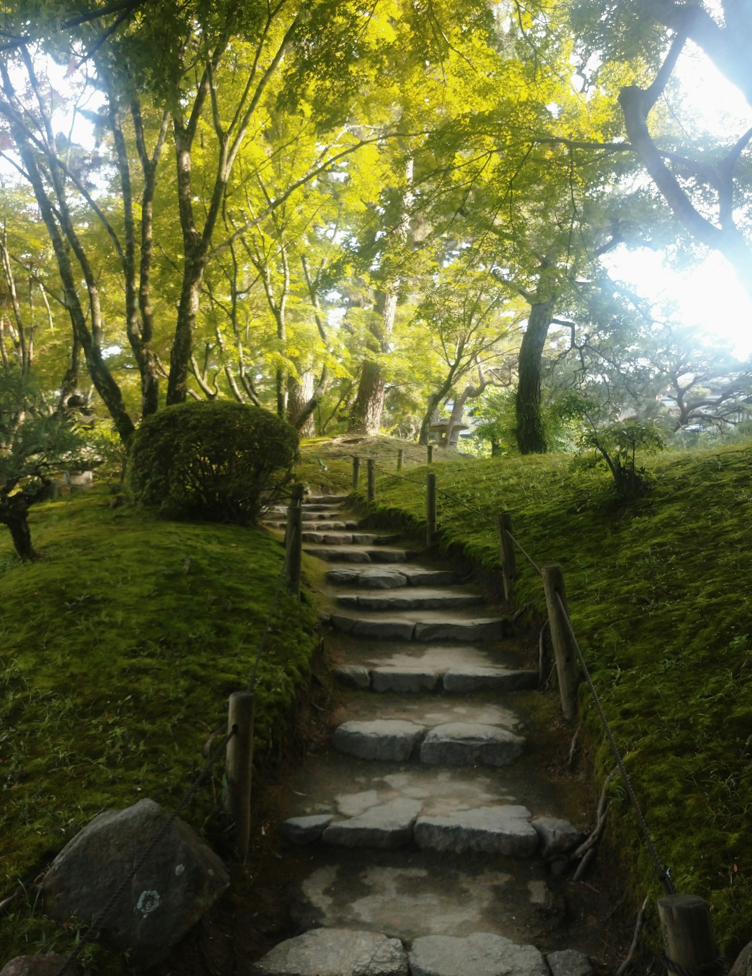 Una scena di giardino serena con gradini di pietra circondati da alberi verdi lussureggianti