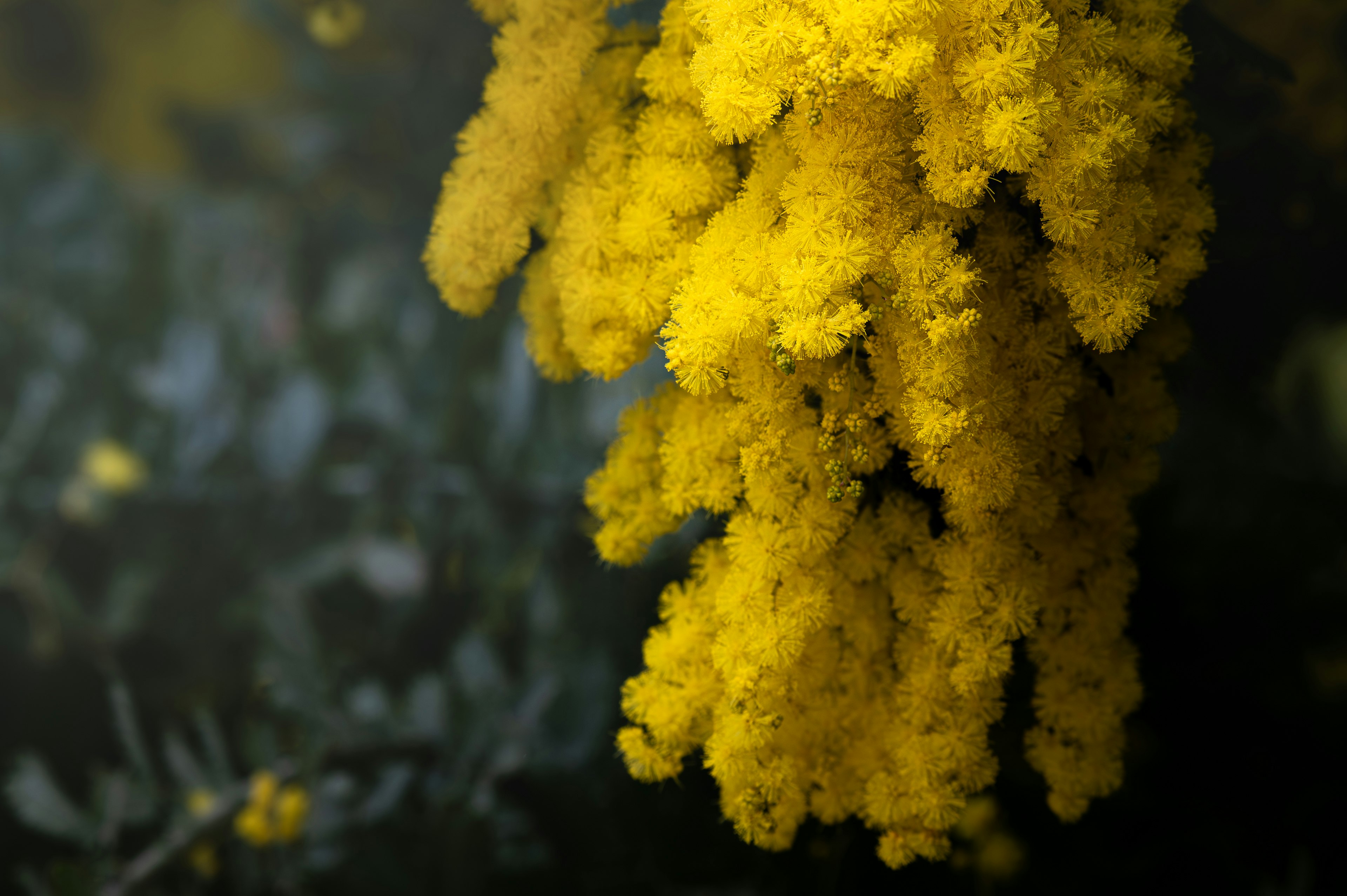 黄色いミモザの花束のクローズアップ