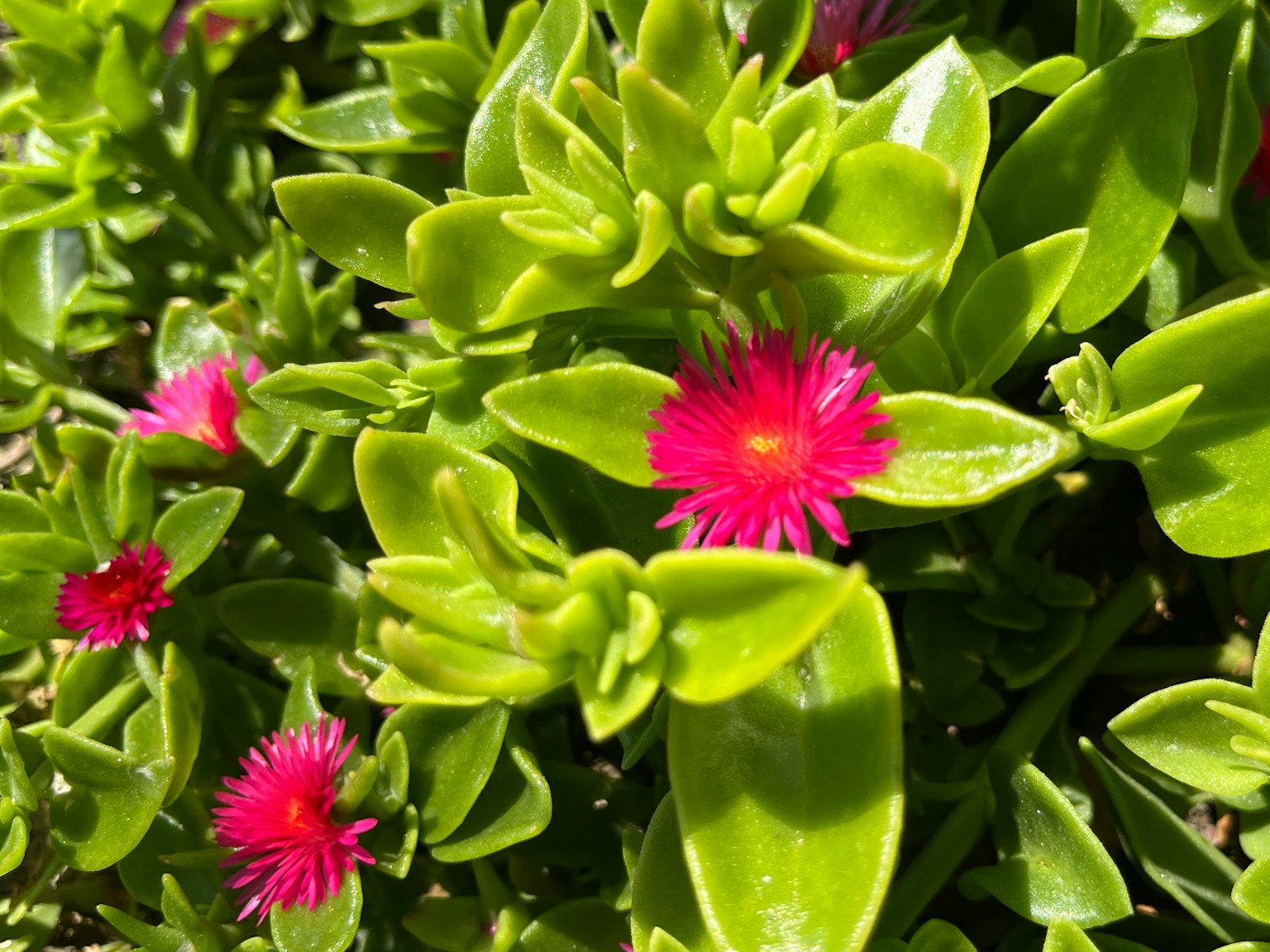 Small pink flowers blooming among green leaves