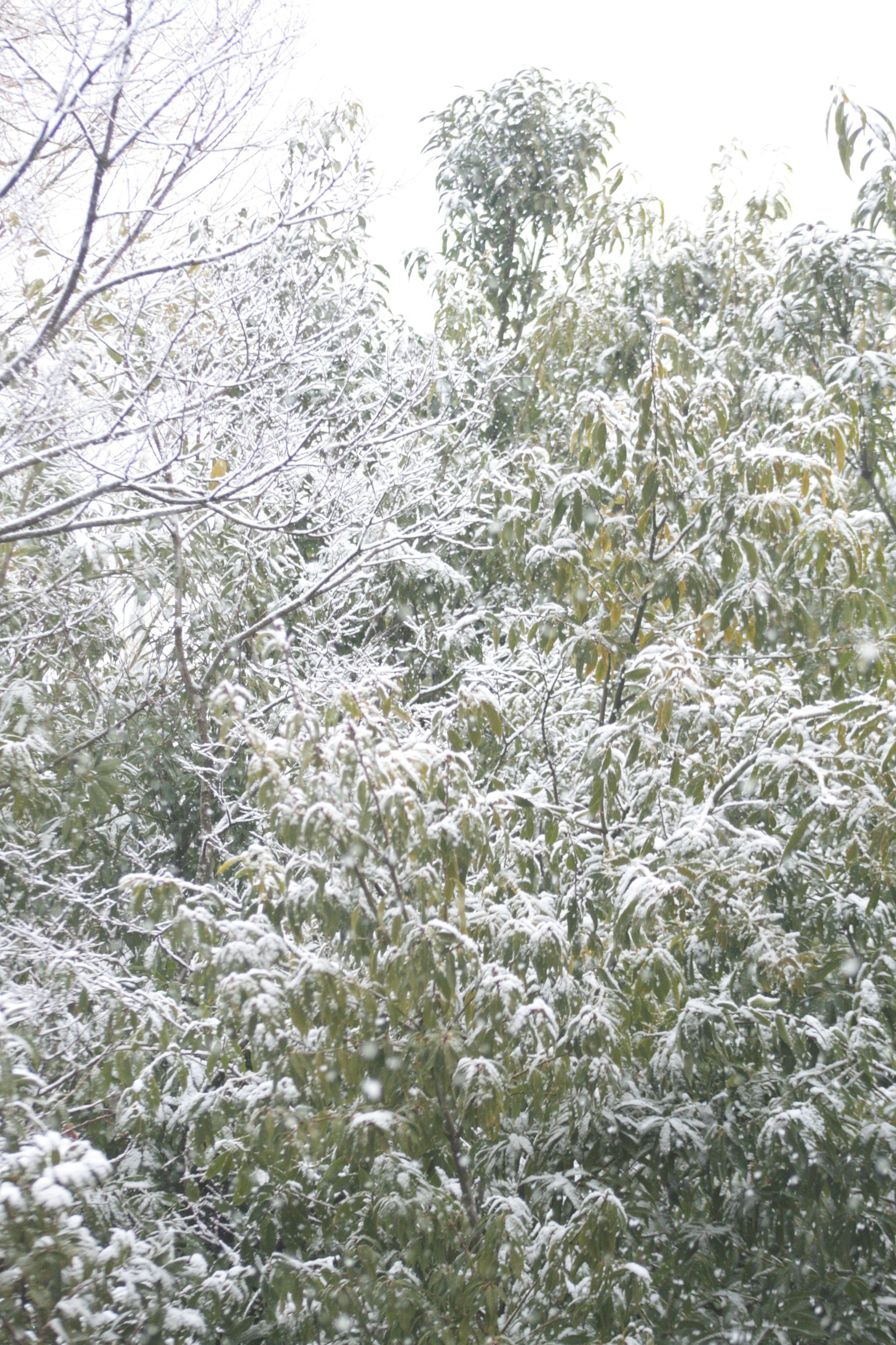 Paesaggio invernale con alberi e bambù coperti di neve