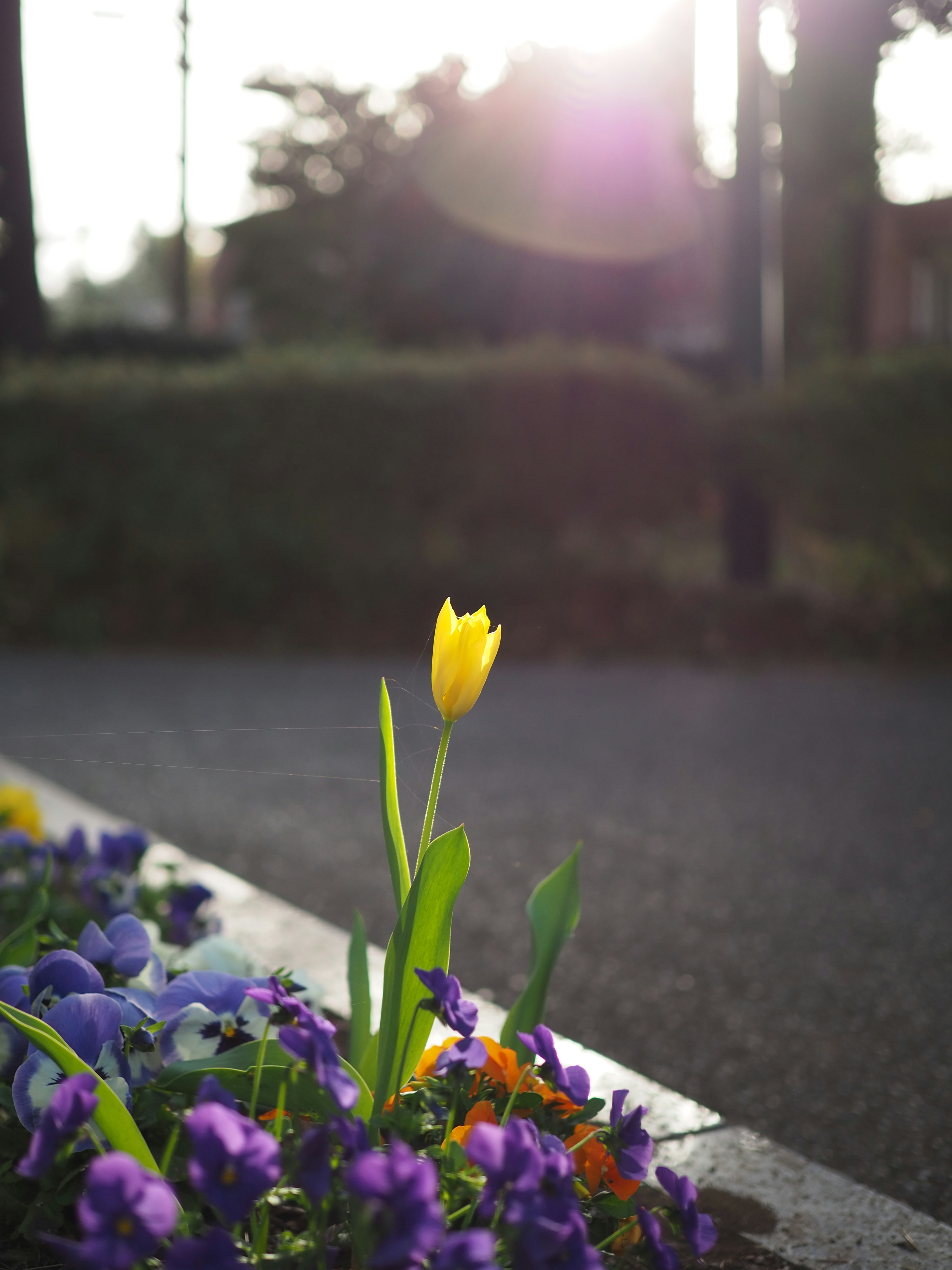 夕日を浴びる花壇のチューリップとパンジー