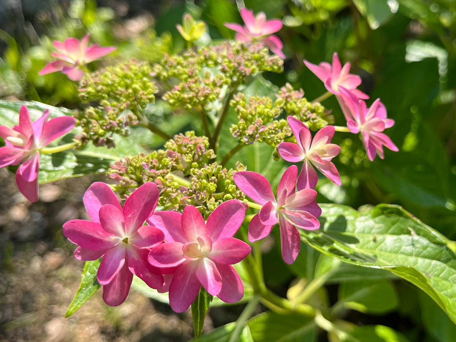 Primo piano di fiori rosa su una pianta di ortensia