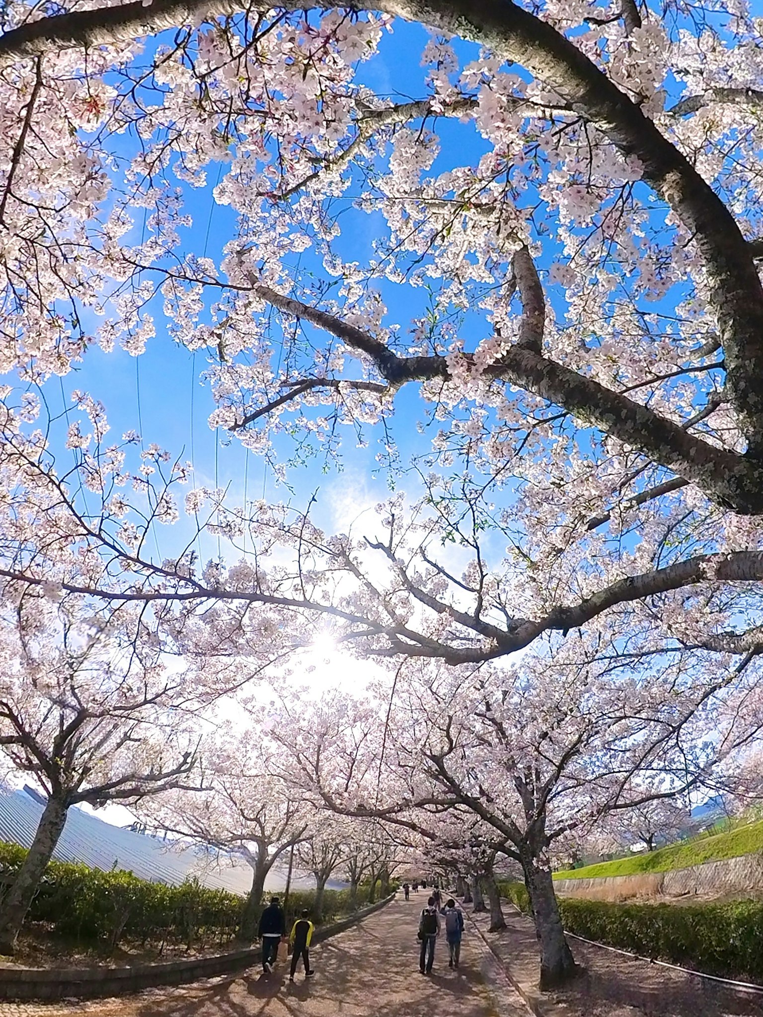 Alberi di ciliegio in fiore sotto un cielo blu