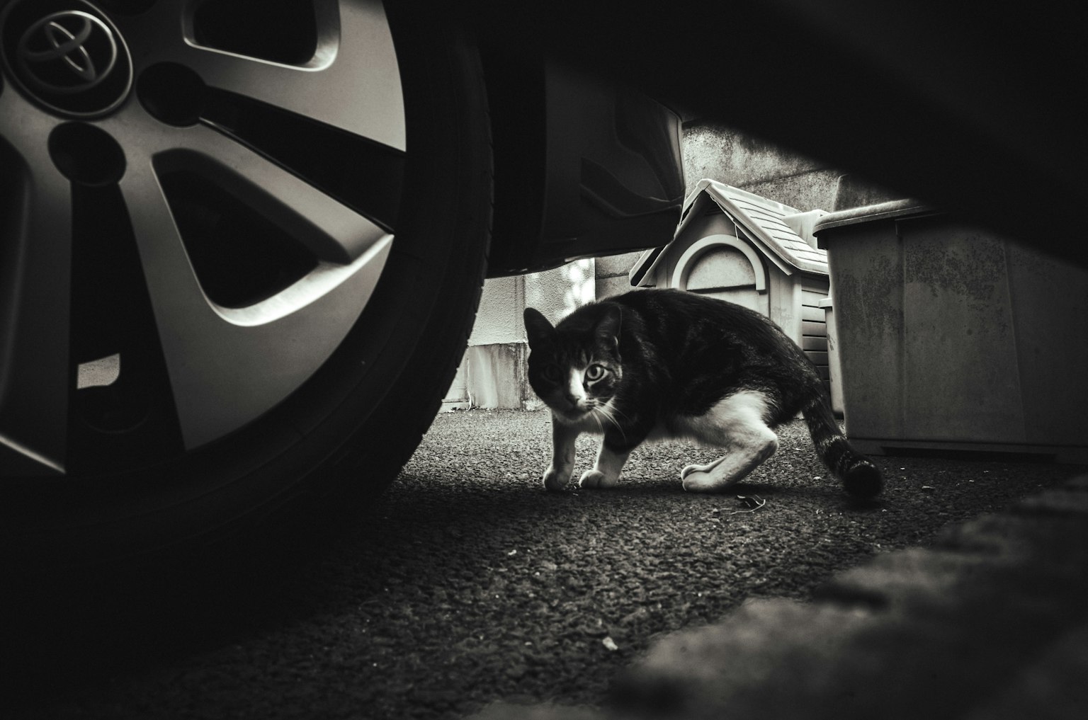 Gatto bianco e nero che cammina sotto una ruota d'auto con una cuccia sullo sfondo