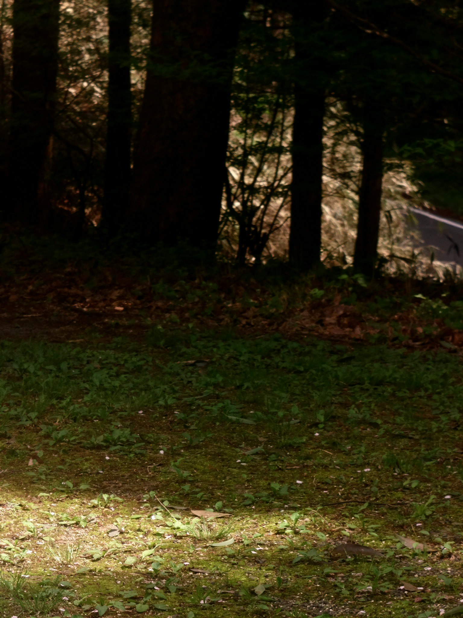 A patch of green grass surrounded by trees with a dim background