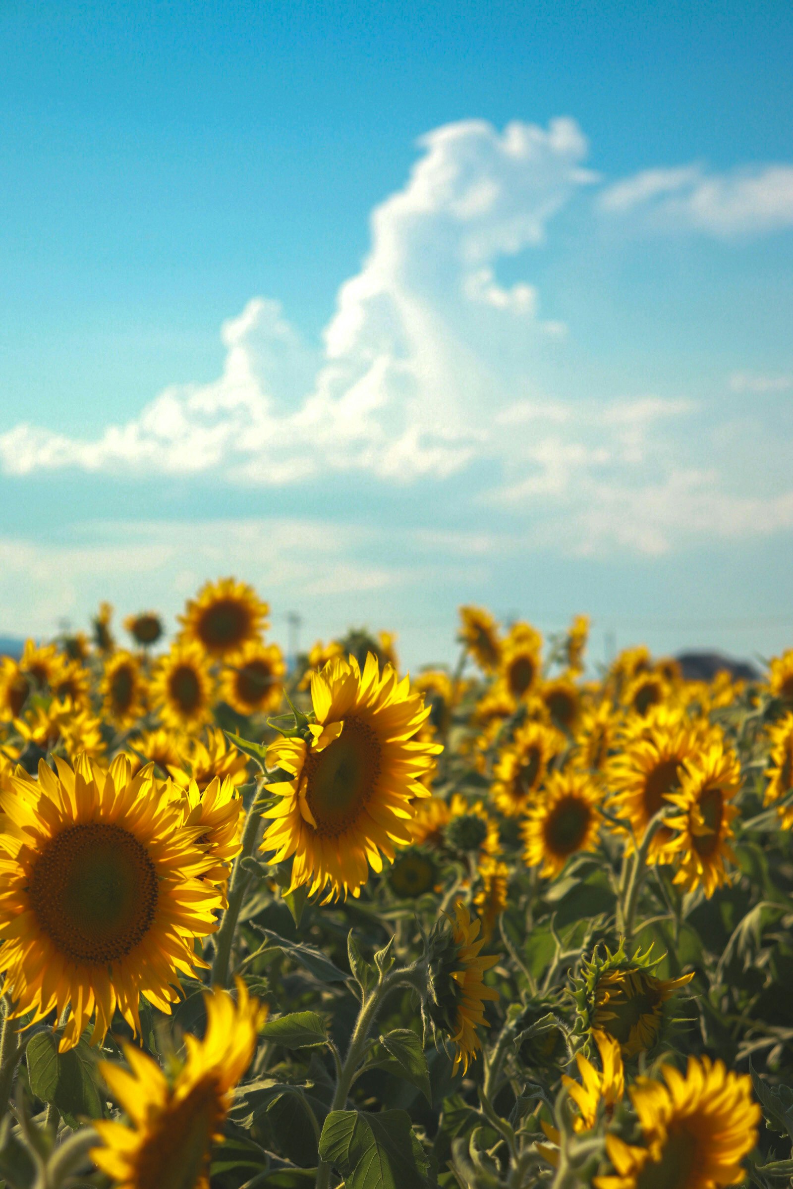 ひまわり畑の花と青空