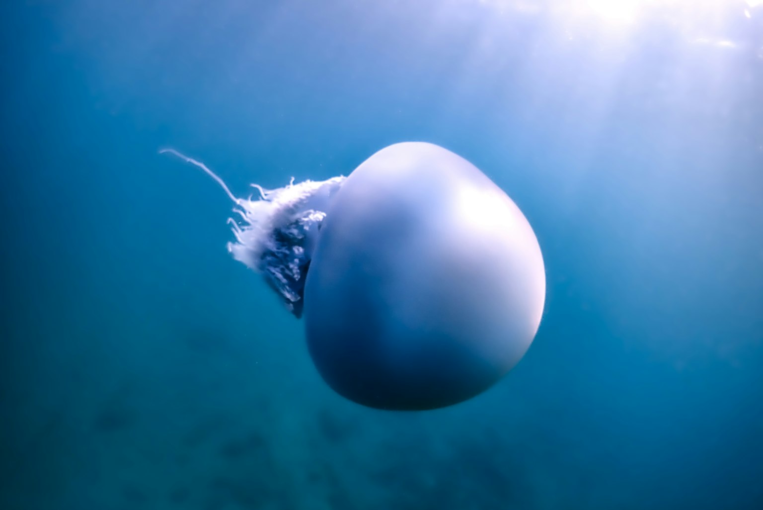 Bild einer blauen Qualle, die unter Wasser schwebt
