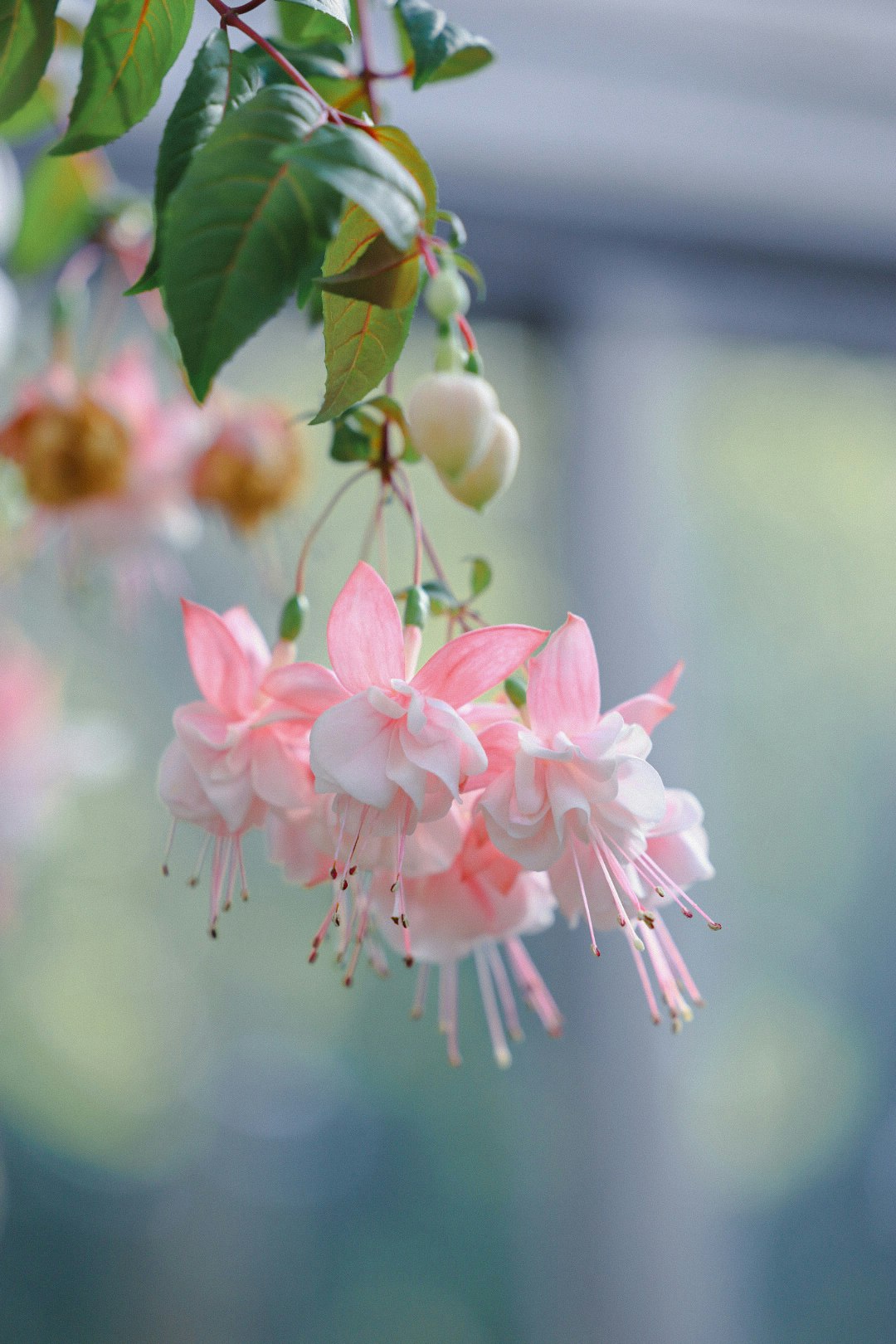 ピンクの花が揺れる枝のマクロ画像