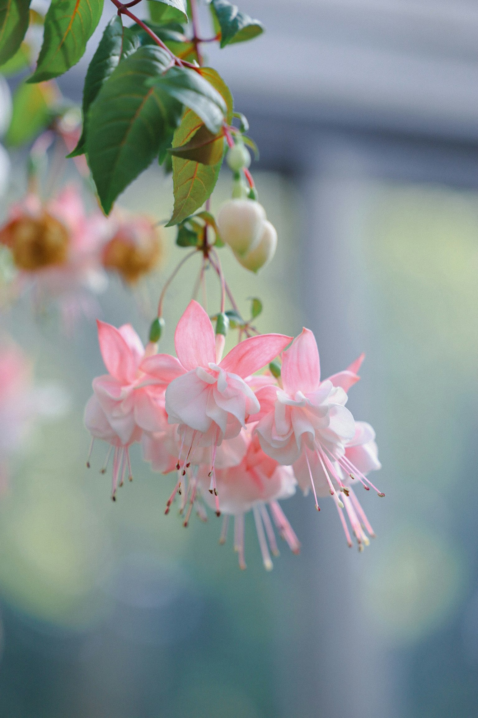 Fiori di fucsia con petali rosa che pendono elegantemente accanto a foglie verdi