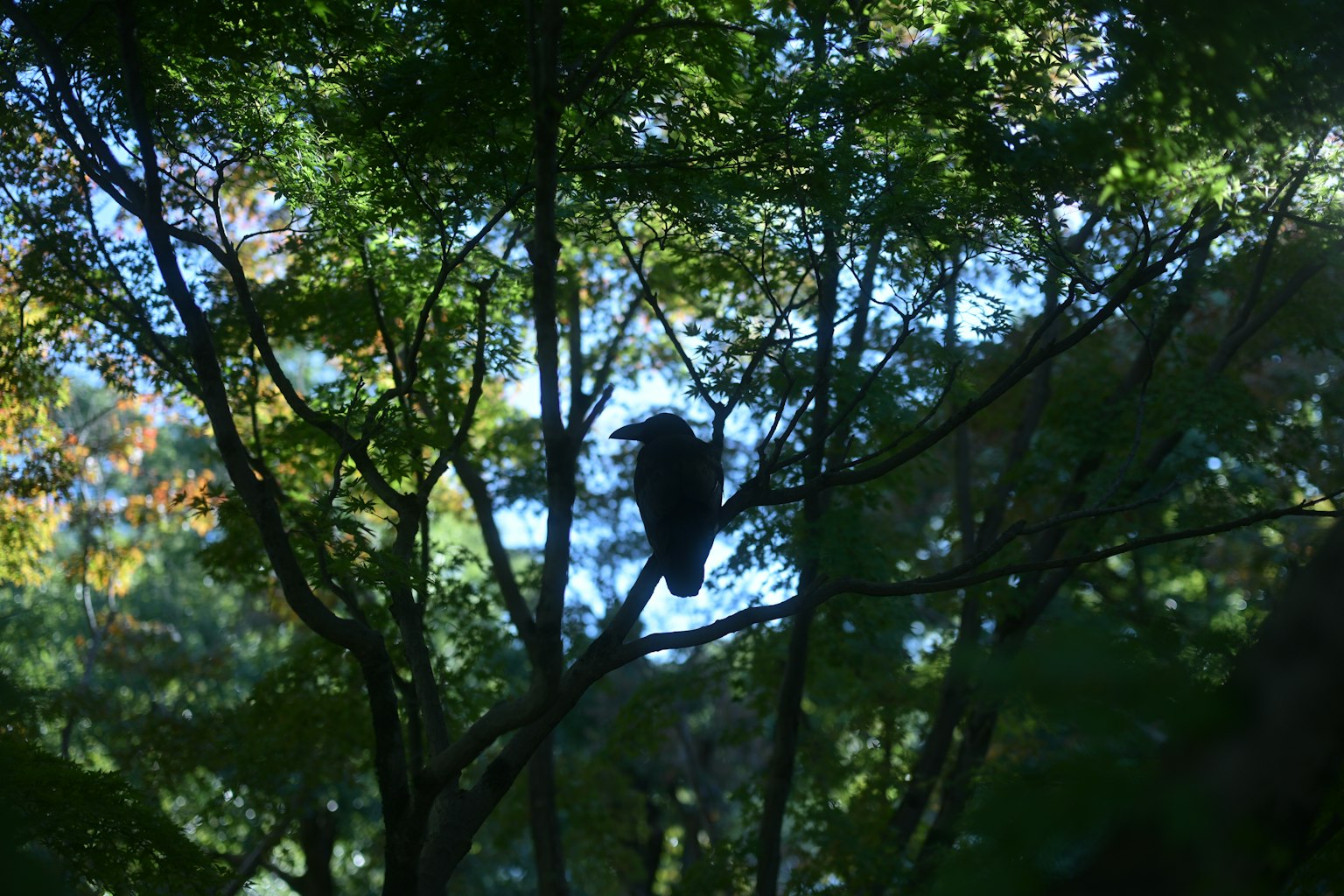 Silhouette di un uccello visibile tra i rami di un albero