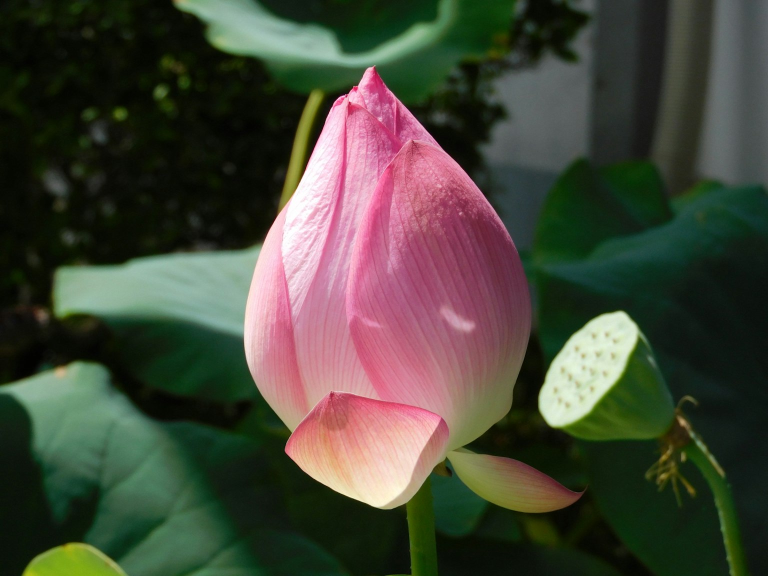 一朵美麗的粉色蓮花蕾在綠色葉子之間