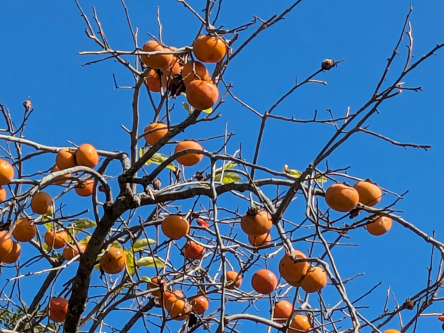 Un albero con numerosi cachi arancioni sotto un cielo blu chiaro