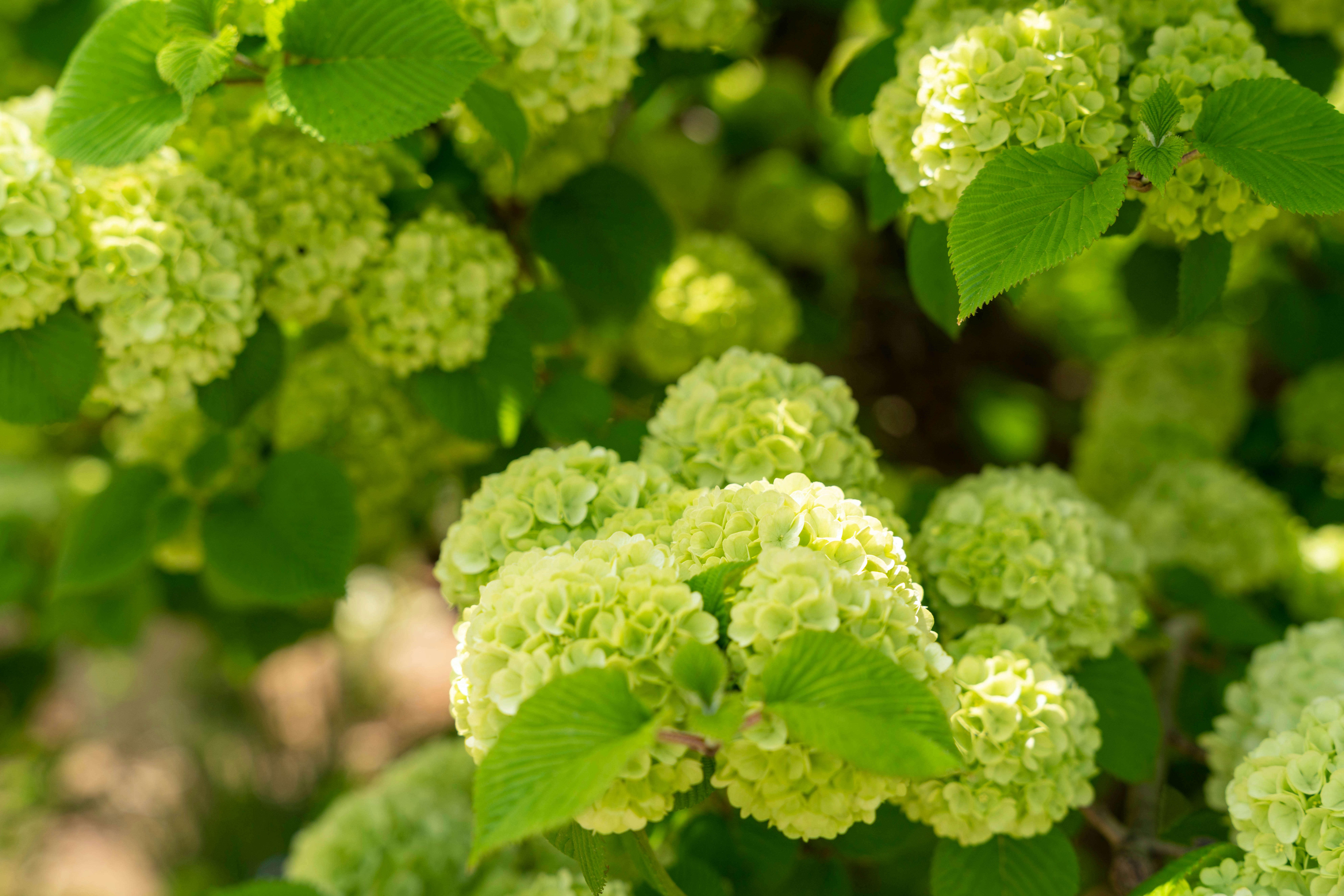 close-up of lime-green hydrangea blossoms in a garden