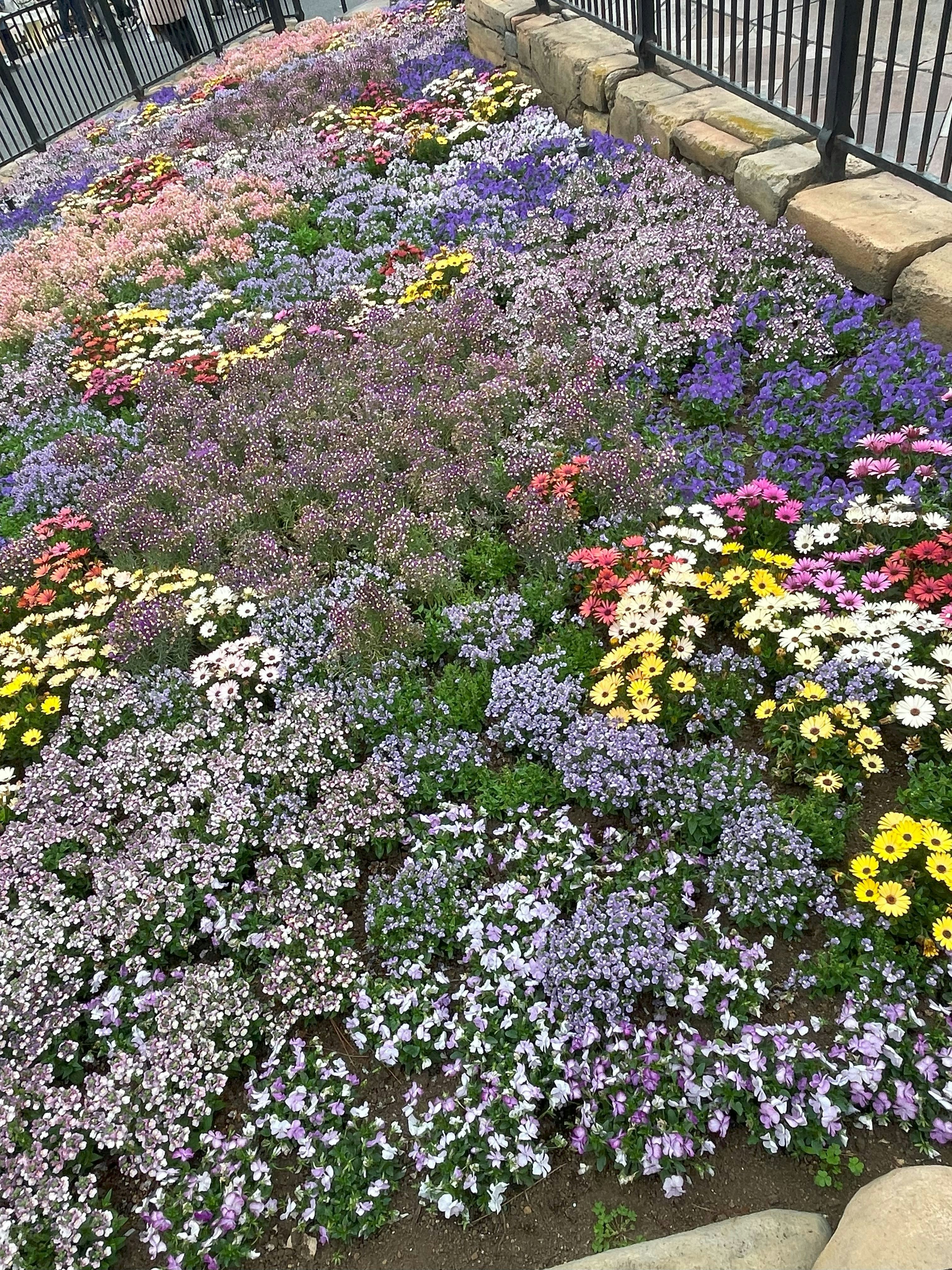 夏に向かう花壇の色とりどりの花