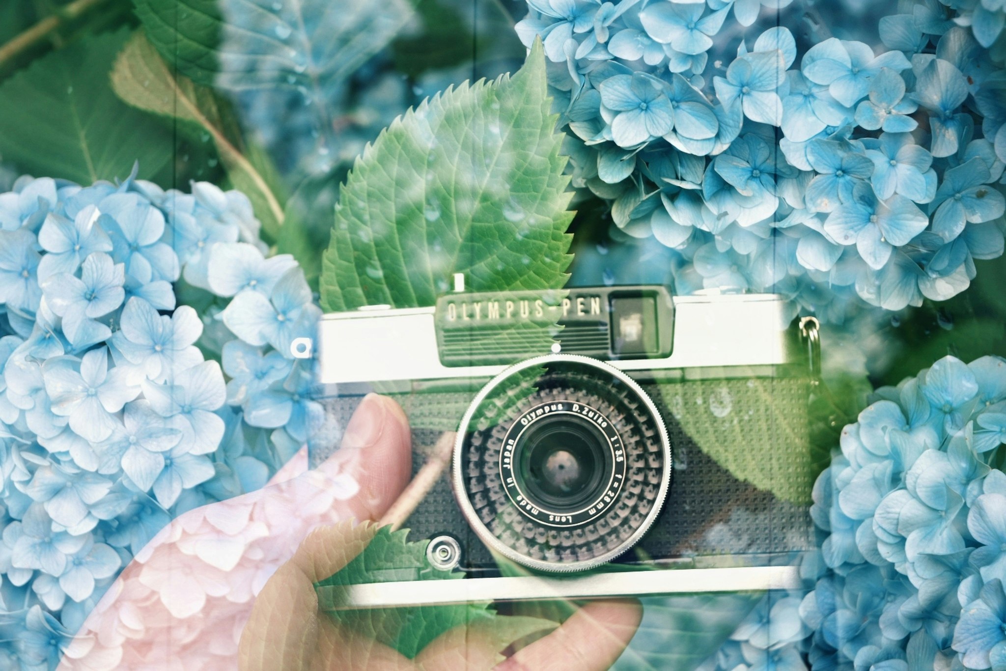 film camera surrounded by blue hydrangeas in a double-exposure style image