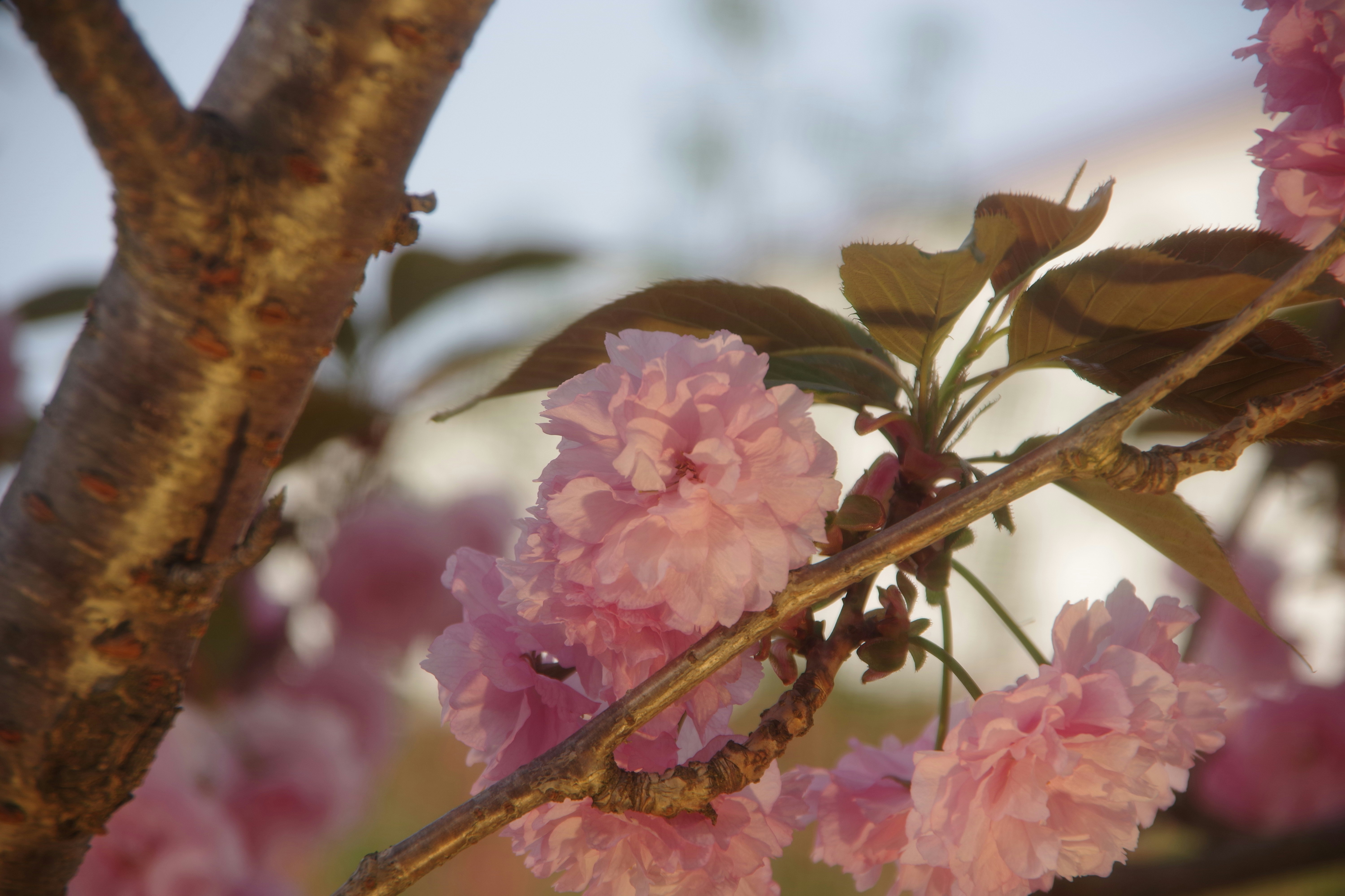 桜の花が咲く枝と花びらのクローズアップ