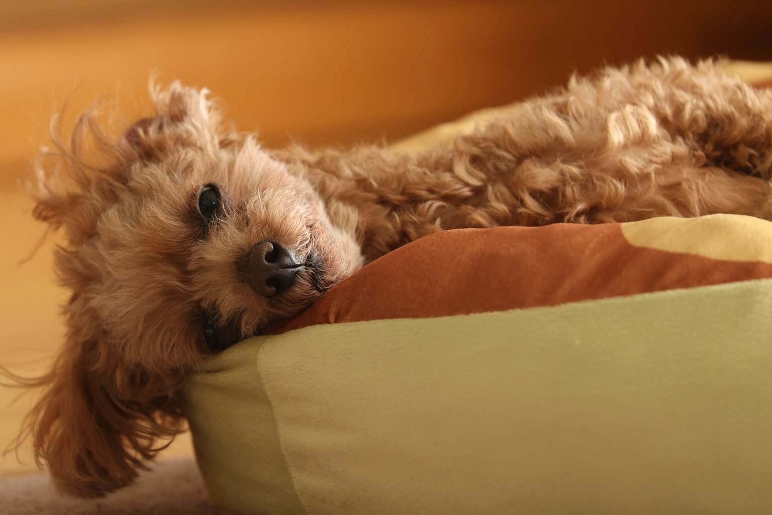 Un poodle toy relajado acostado en una cama