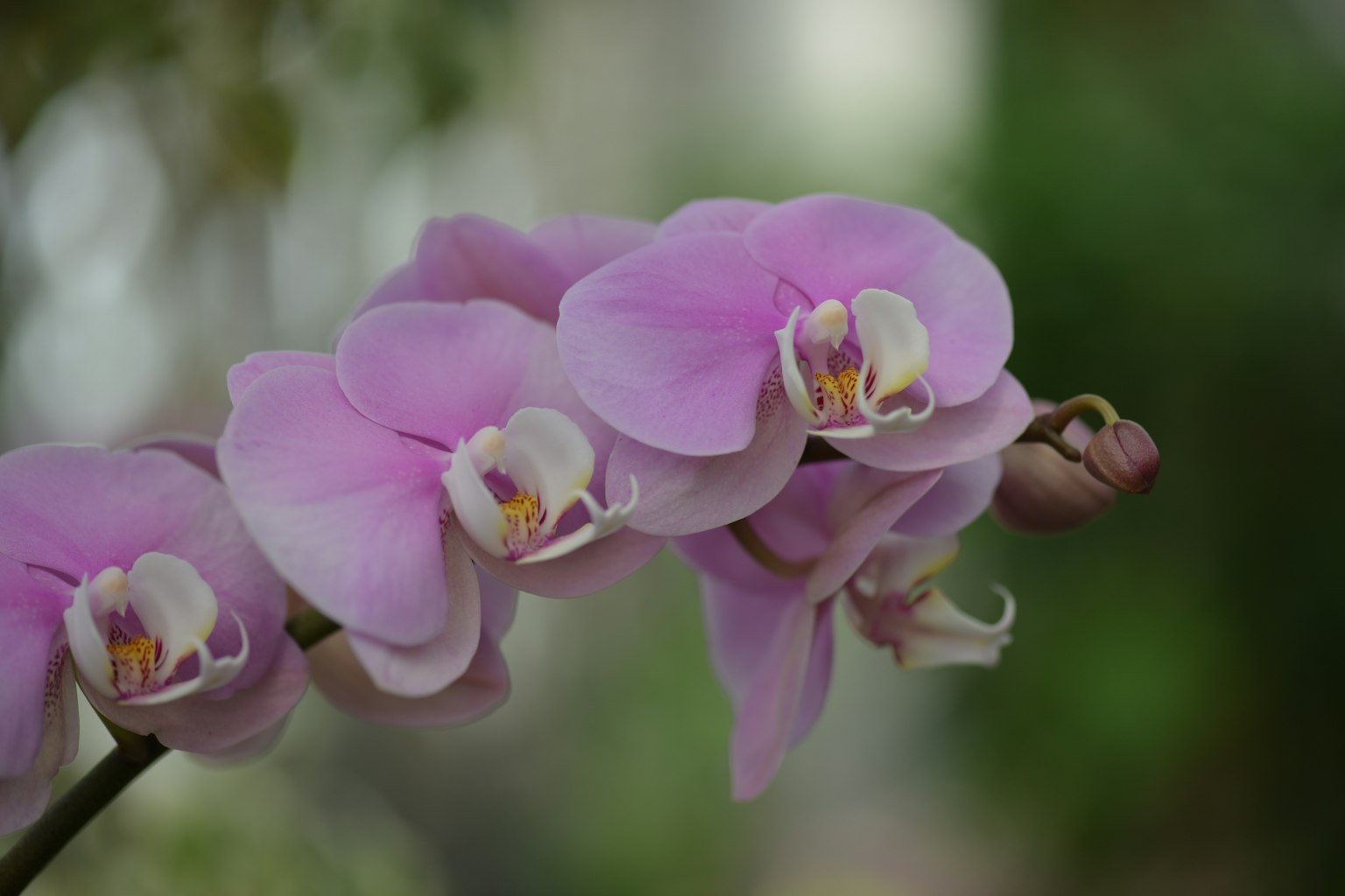Un grupo de flores de orquídeas rosas delicadas en plena floración