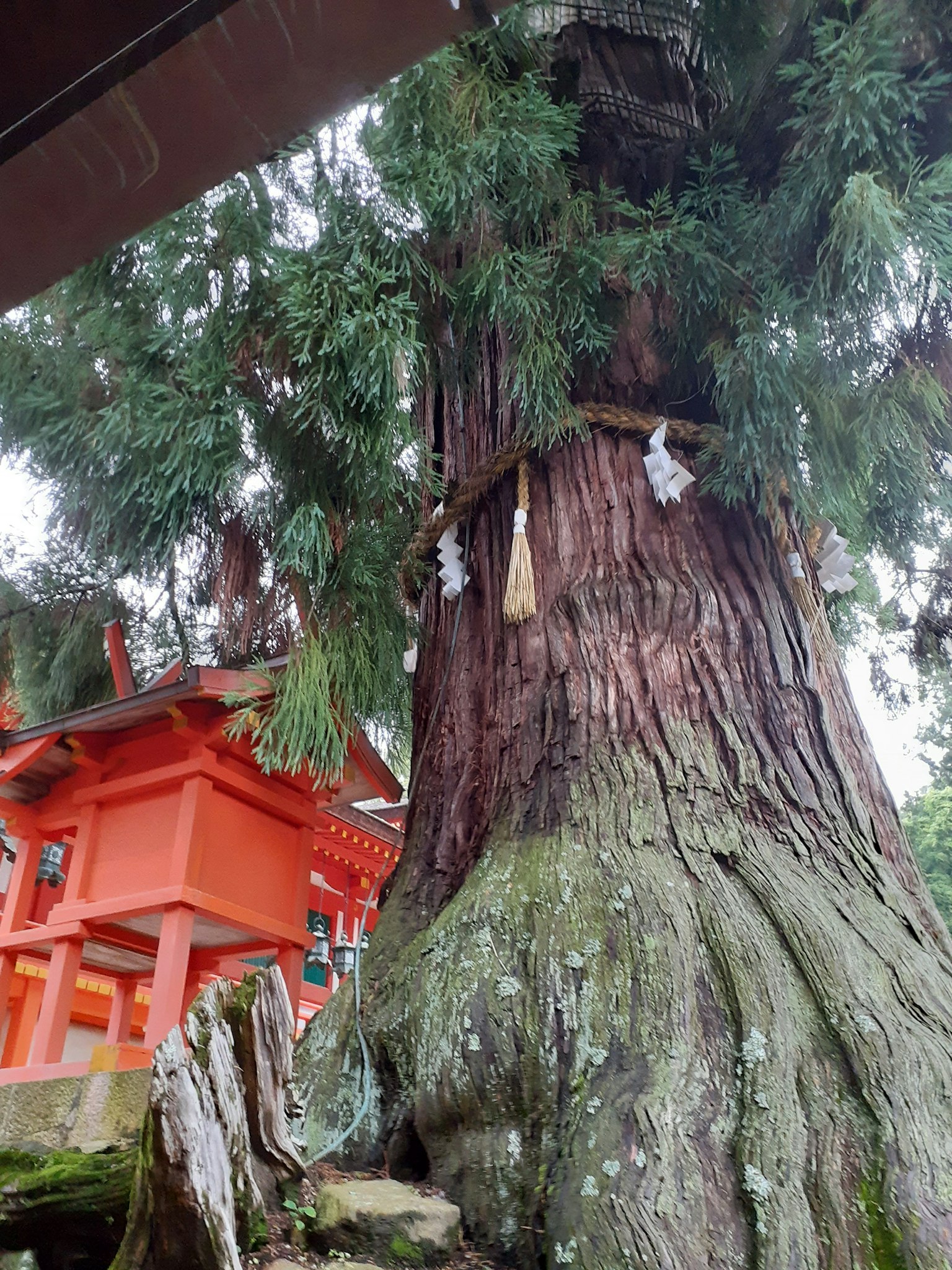 Großer Baum in der Nähe eines roten Schreins mit Shimenawa um seinen dicken Stamm gewickelt