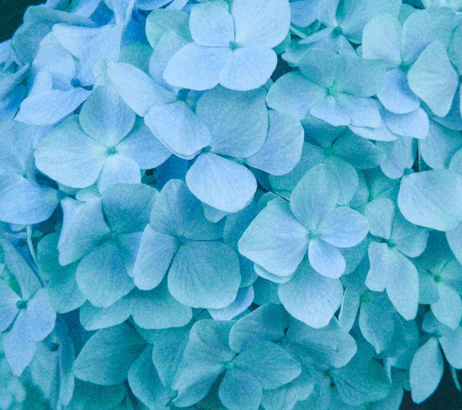 Close-up of blue hydrangea petals clustered together