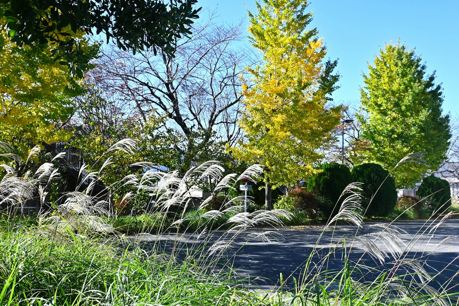 Alberi dorati e prati in un paesaggio autunnale