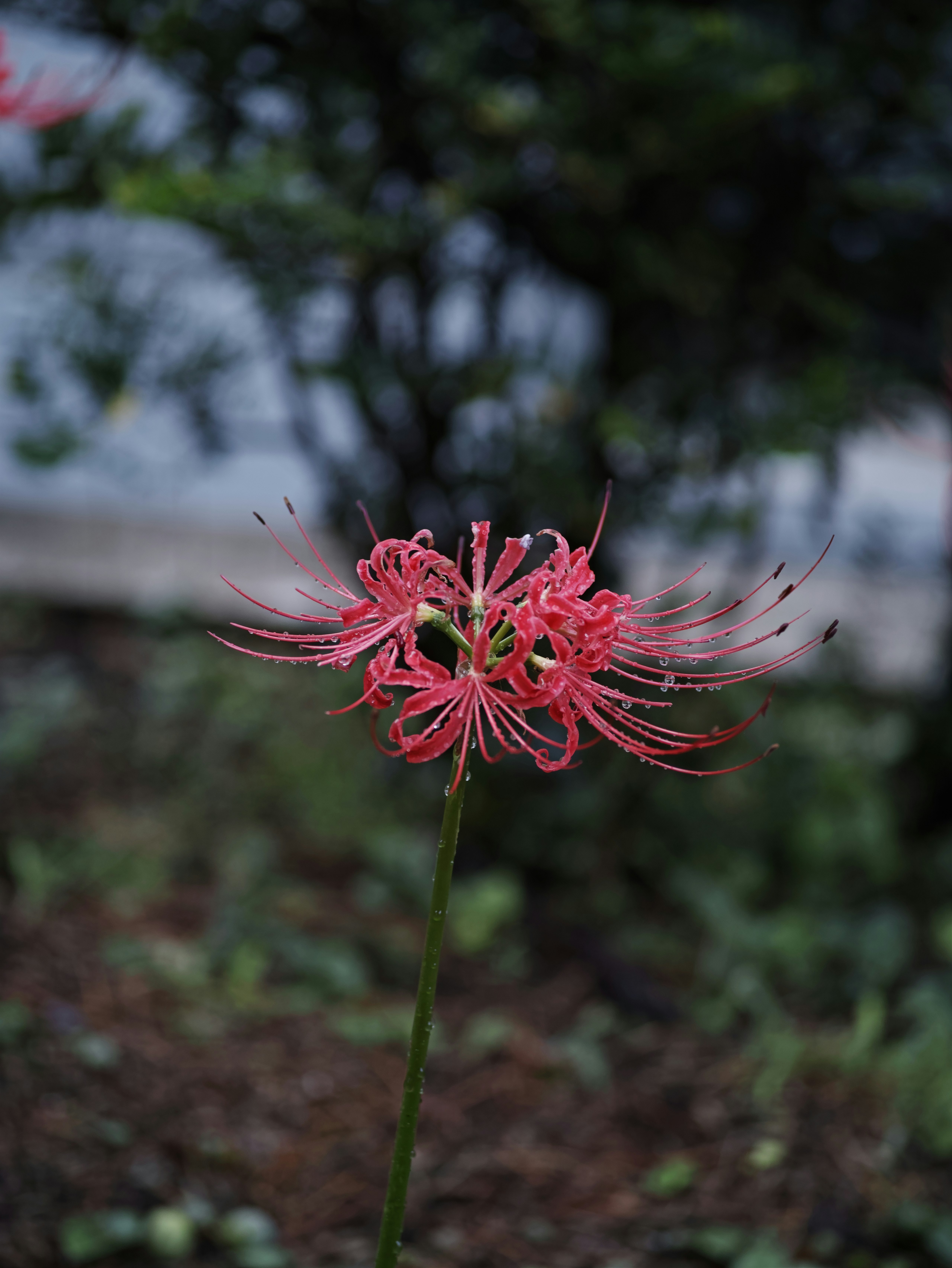 ピンクの彼岸花が咲く庭の花と背景のボケ