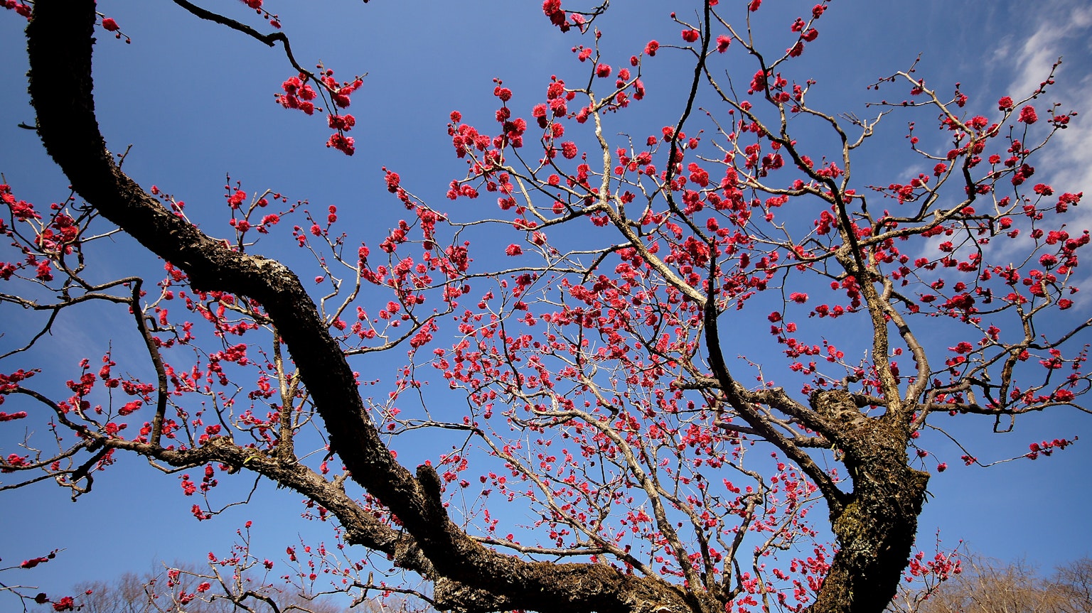 Branches d'arbre ornées de fleurs rouges vives sous un ciel bleu