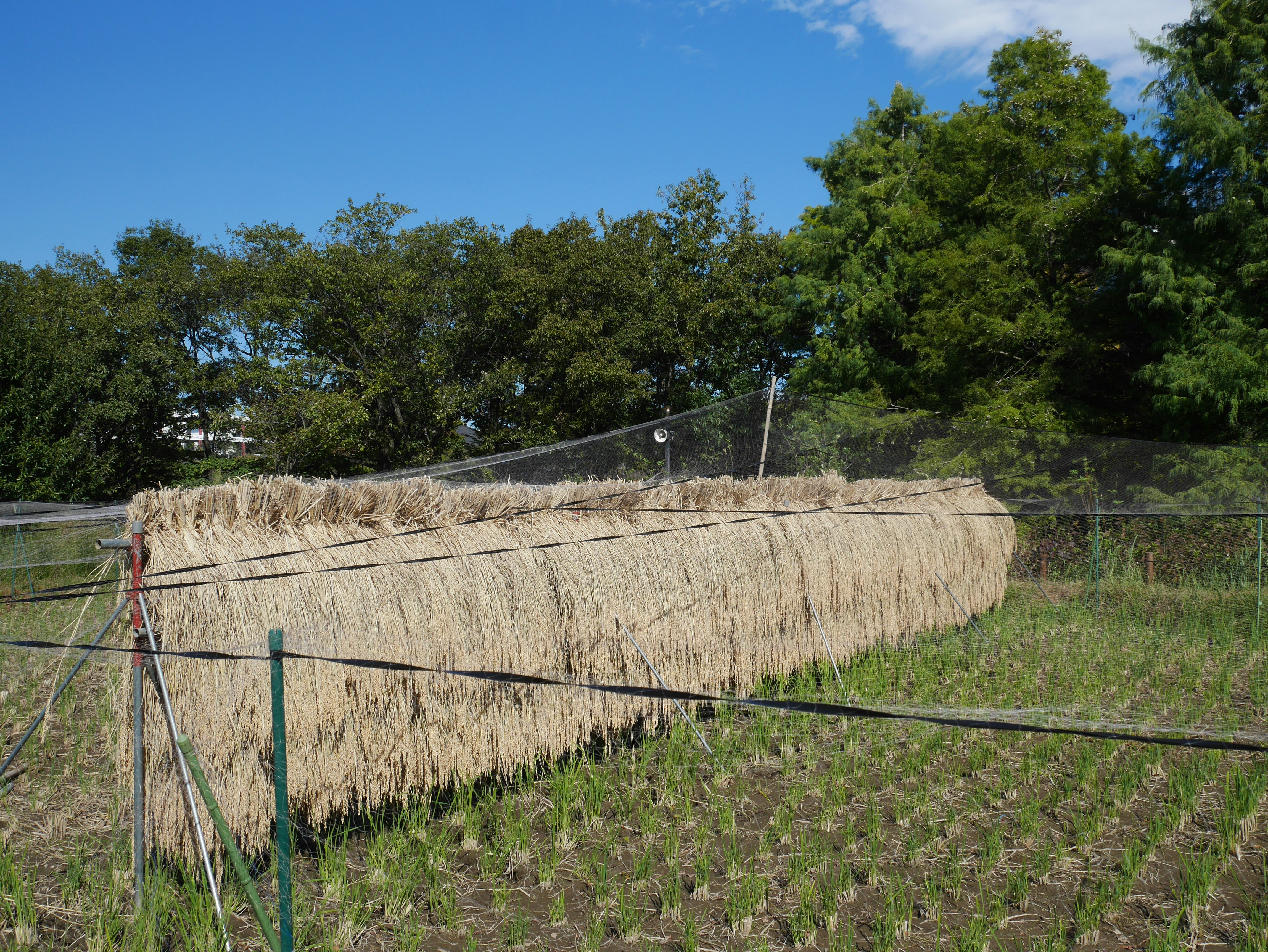 蓝天下收割稻草捆成束的田野景象