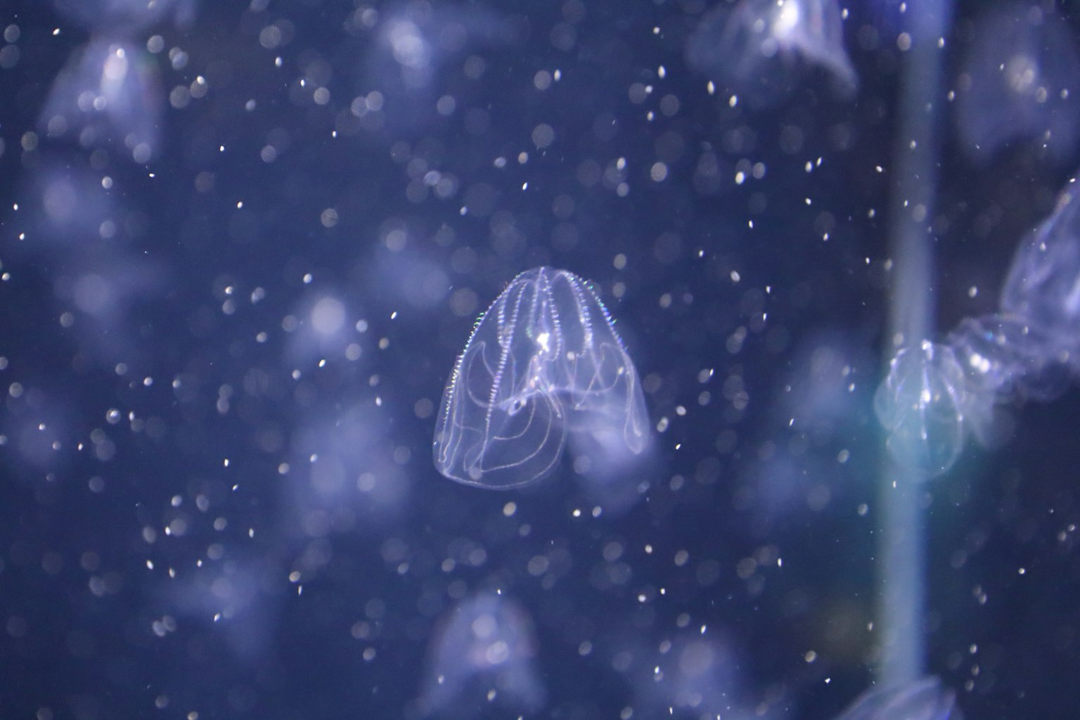 透明水母在藍色背景的水中漂浮