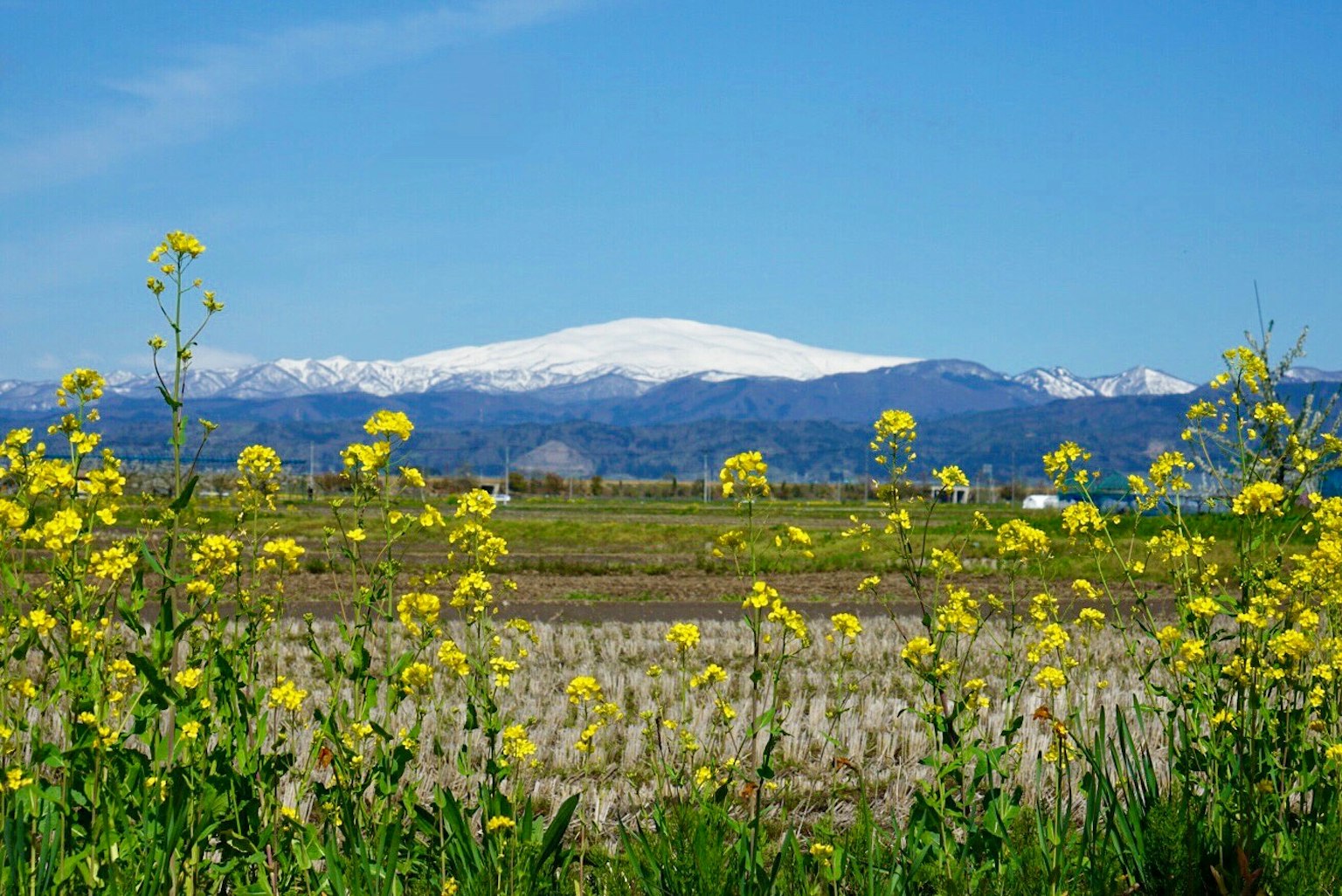 黃色花田與背景中的雪山
